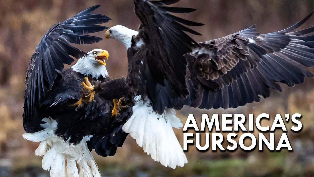 兩隻白頭鷹在飛行中纏鬥，文字為America's Fursona
