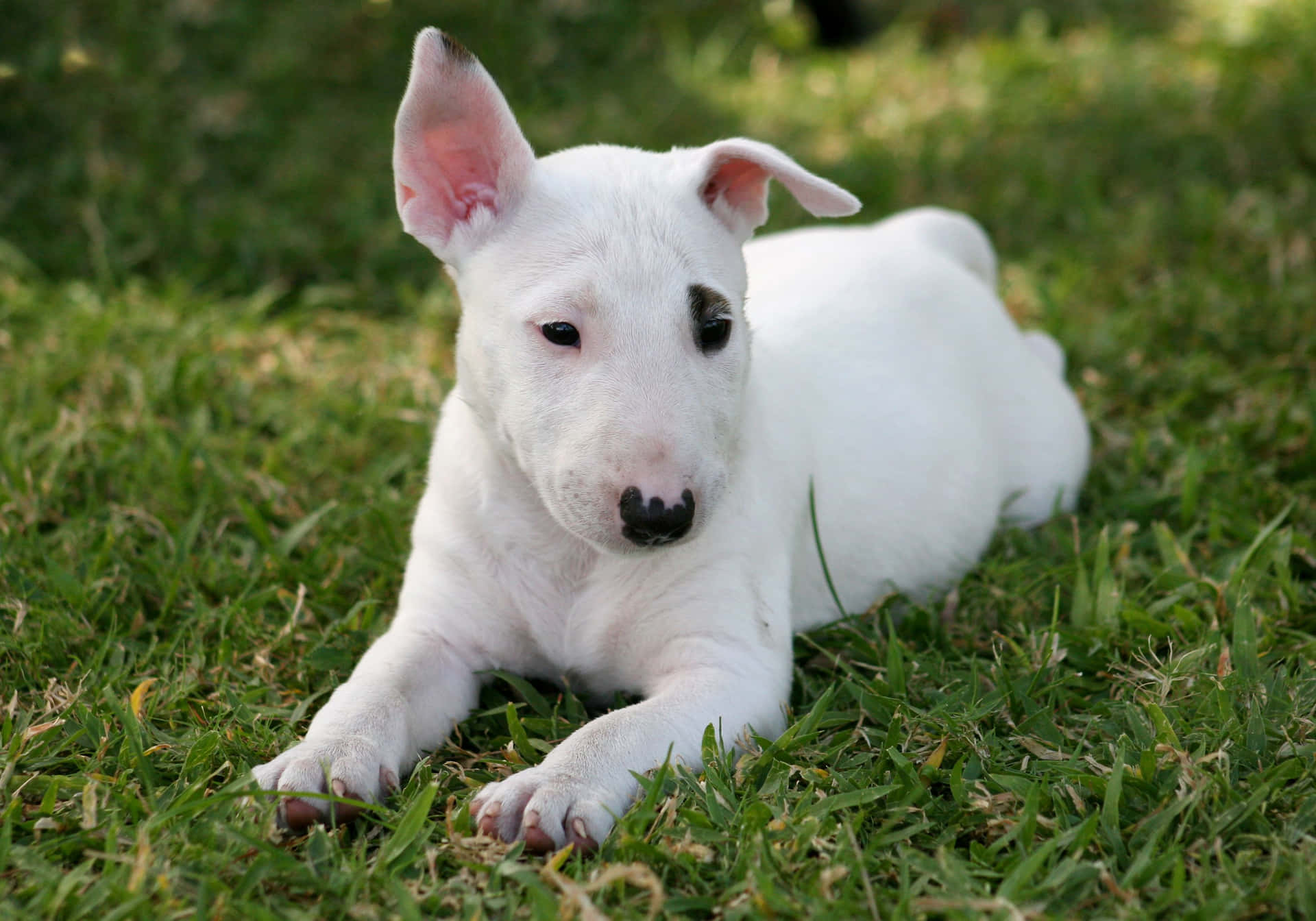 白色牛頭梗幼犬在綠色草地上休息