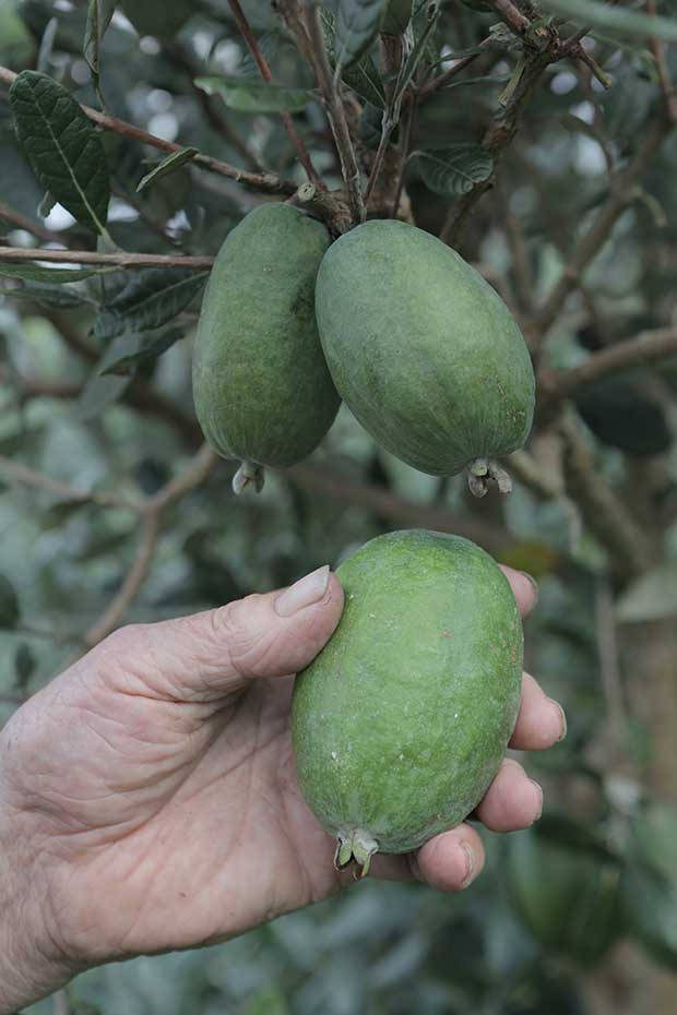 白鵝園特製白鵝 Feijoa 壁紙 — 一隻手輕輕握住一顆成熟的綠色菲油果，位於枝葉茂密的樹下，附近還有更多果實懸掛。