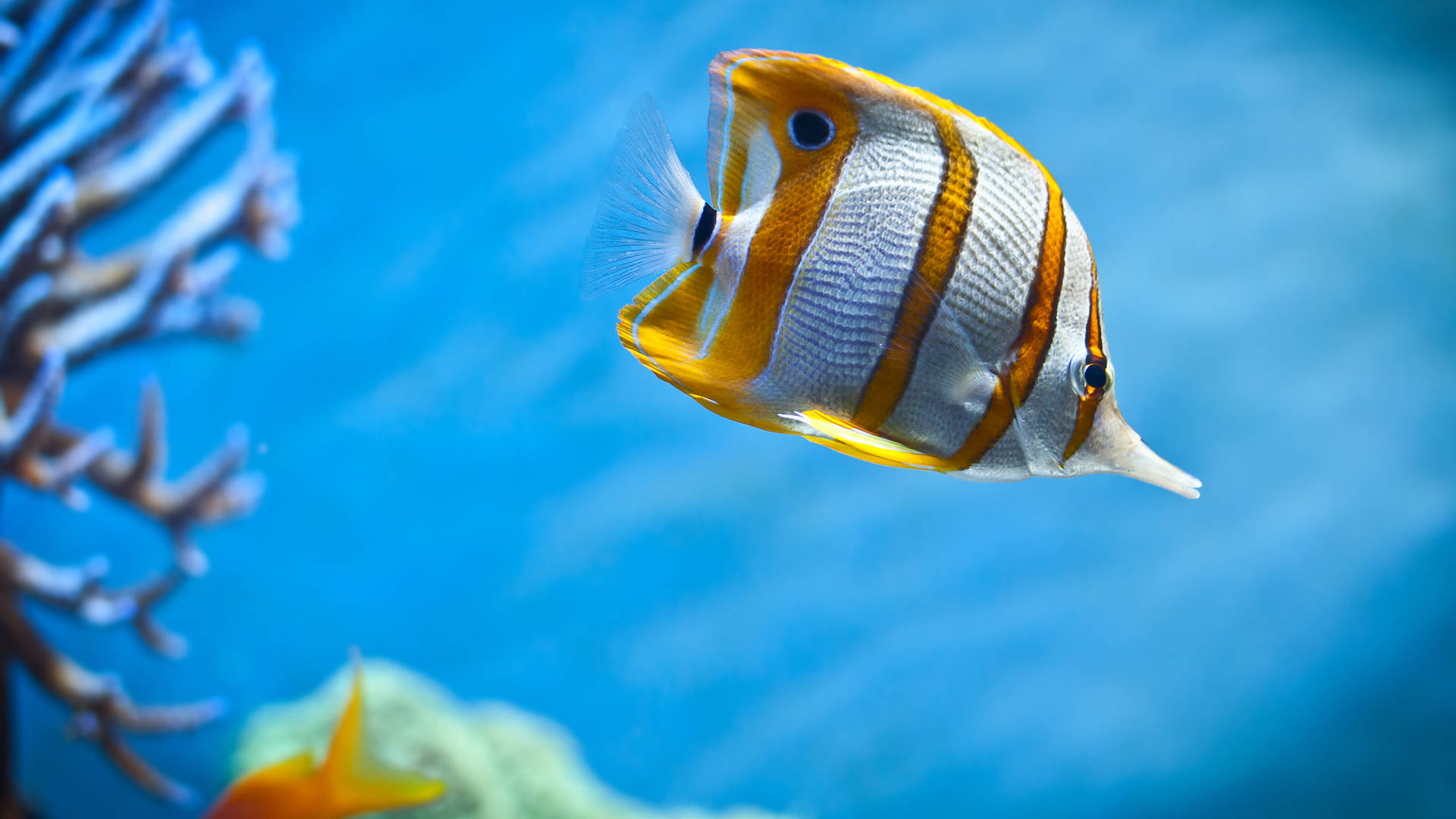 白黃條紋冷色魚 壁紙 — 一條鮮豔的橙色和白色條紋蝴蝶魚在清澈的藍色海水中優雅地游近珊瑚。