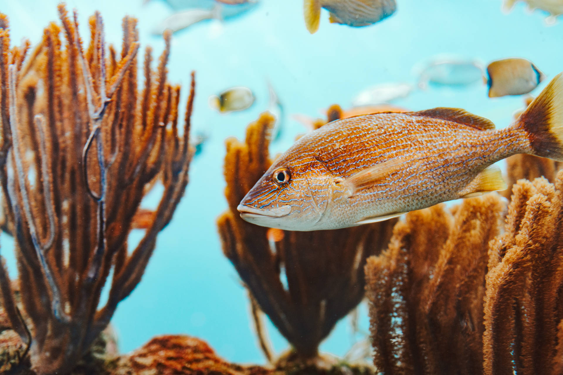 一條棕色魚在清澈的藍色海水中靠近橙色珊瑚游動。