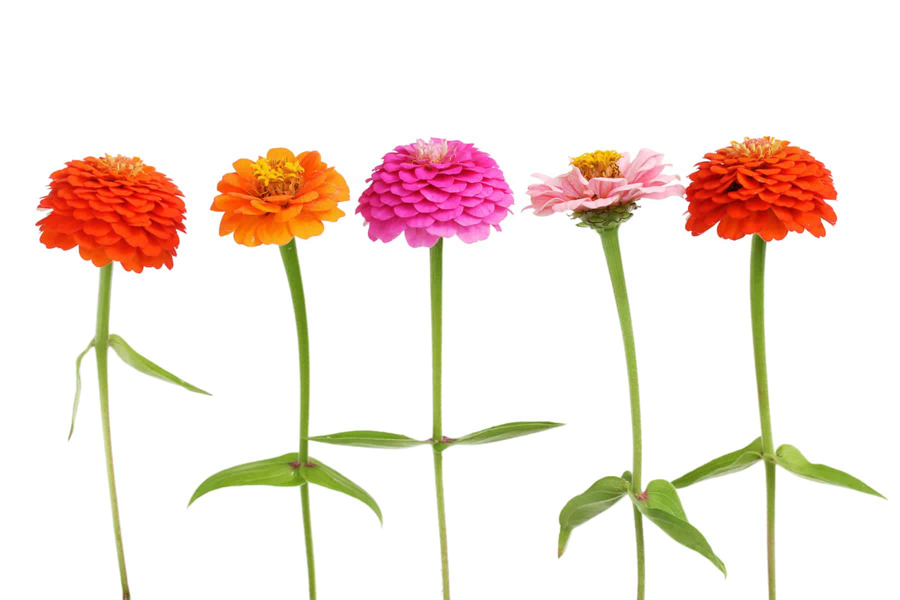 五朵色彩繽紛的百日菊，帶有綠色莖幹，襯以白色背景。
