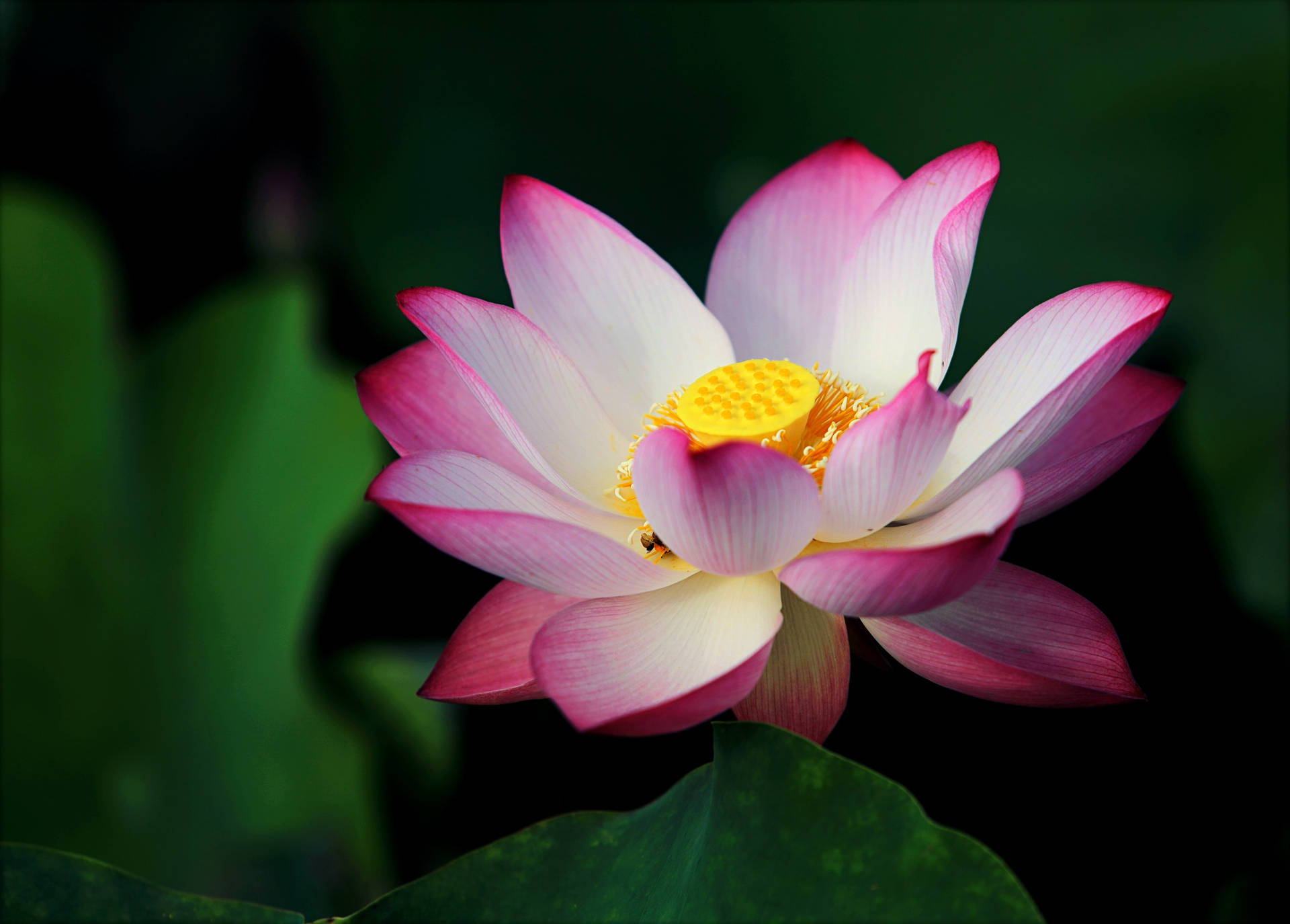 一朵粉白相間、帶有黃色花心的蓮花，在綠葉間盛開。 — 蓮花 GIF 壁紙