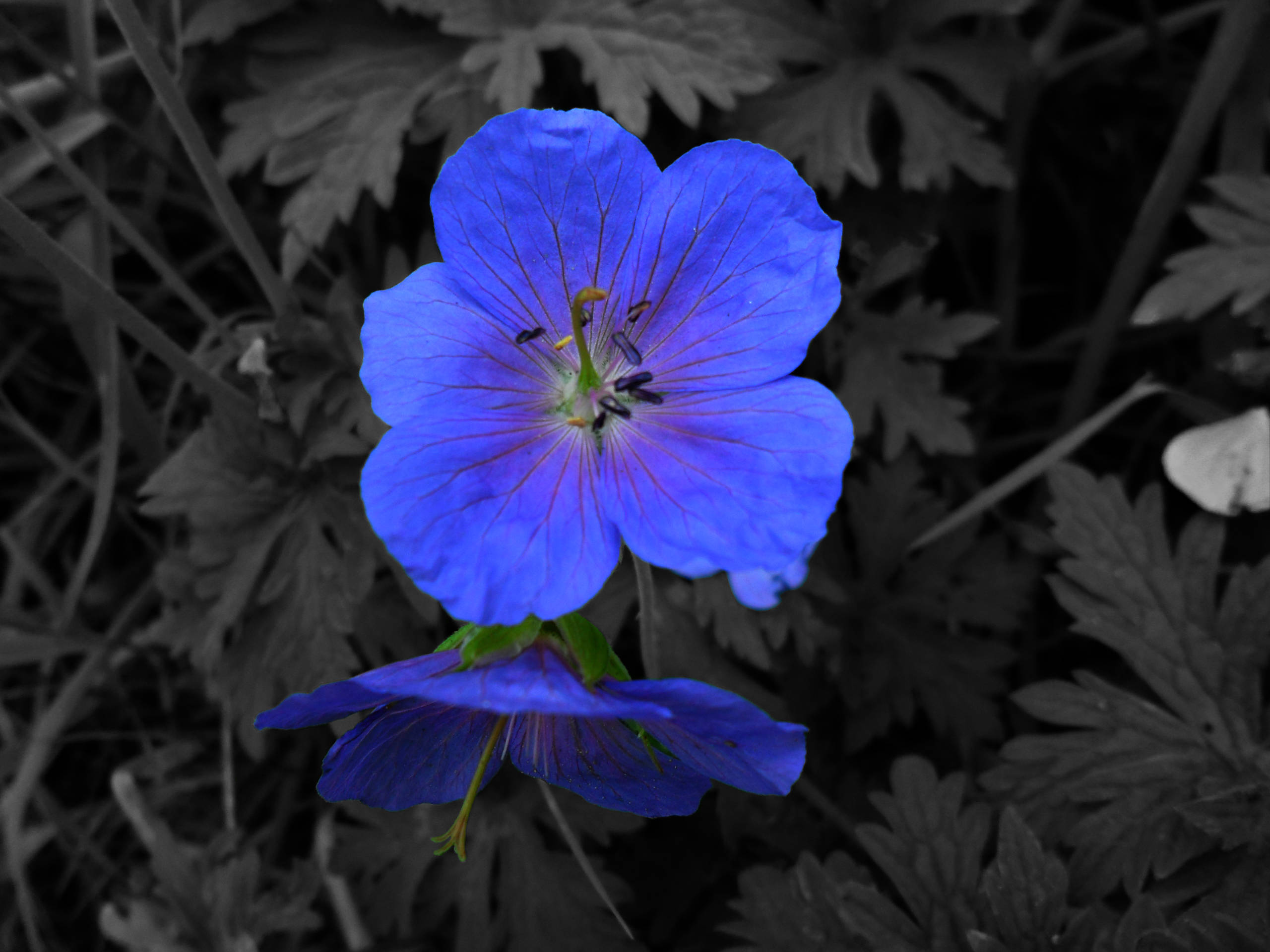 皇家藍色 Tumblr 花 壁紙 — 一朵鮮豔的藍色天竺葵花在黑白葉片背景中清晰對焦，脫穎而出。