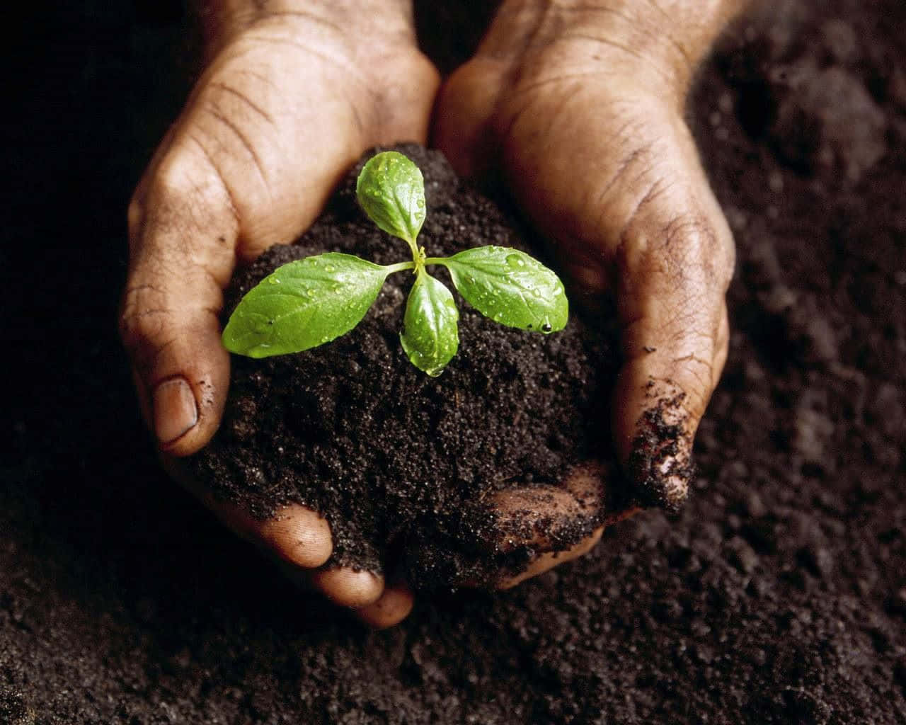 Compost 桌布 壁紙 — 皺巴巴的雙手捧著一株從肥沃深色土壤中冒出的鮮綠嫩芽，背景陰暗。