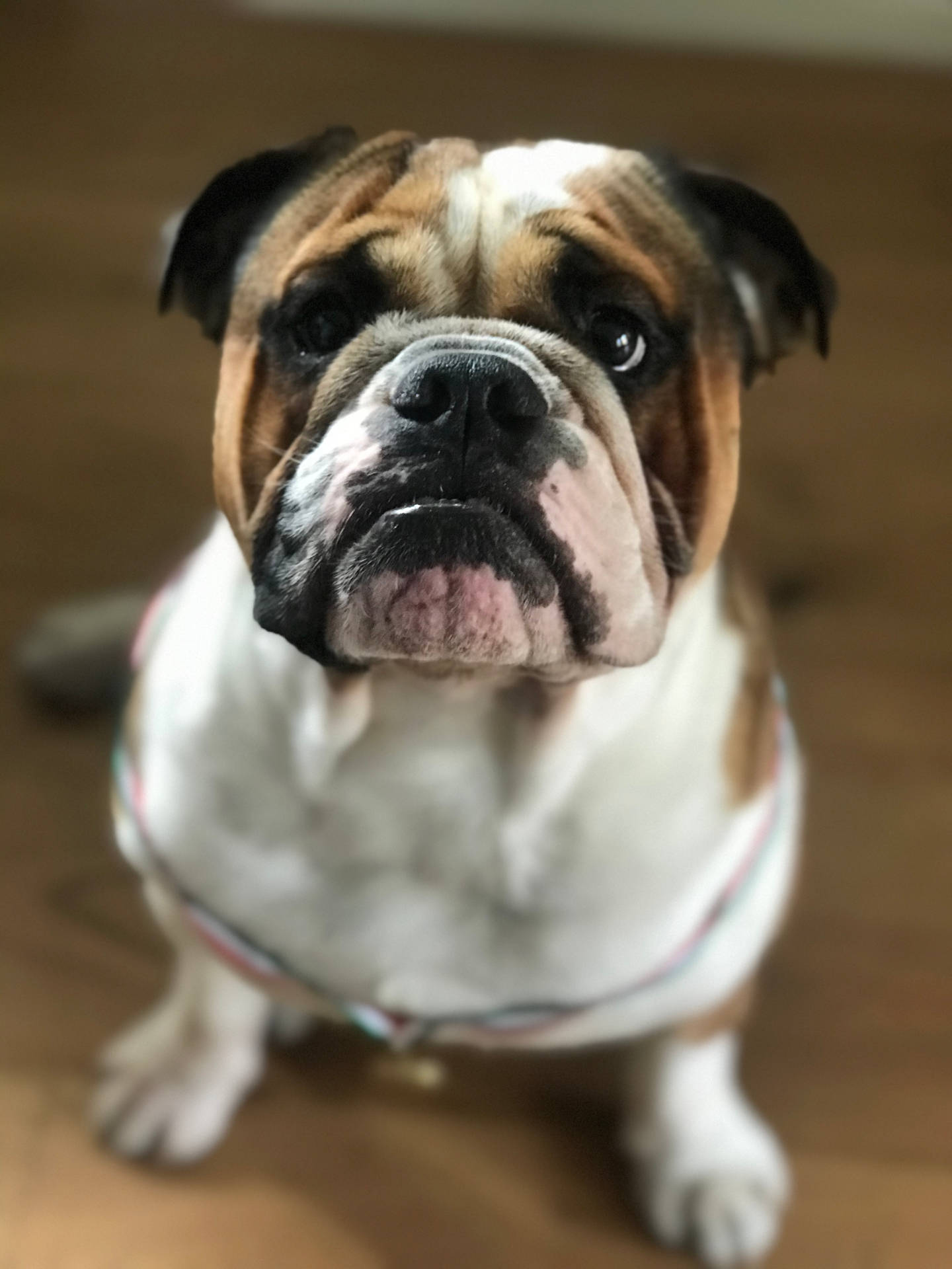 一隻毛色白啡相間的鬥牛犬坐在木地板上向上望。