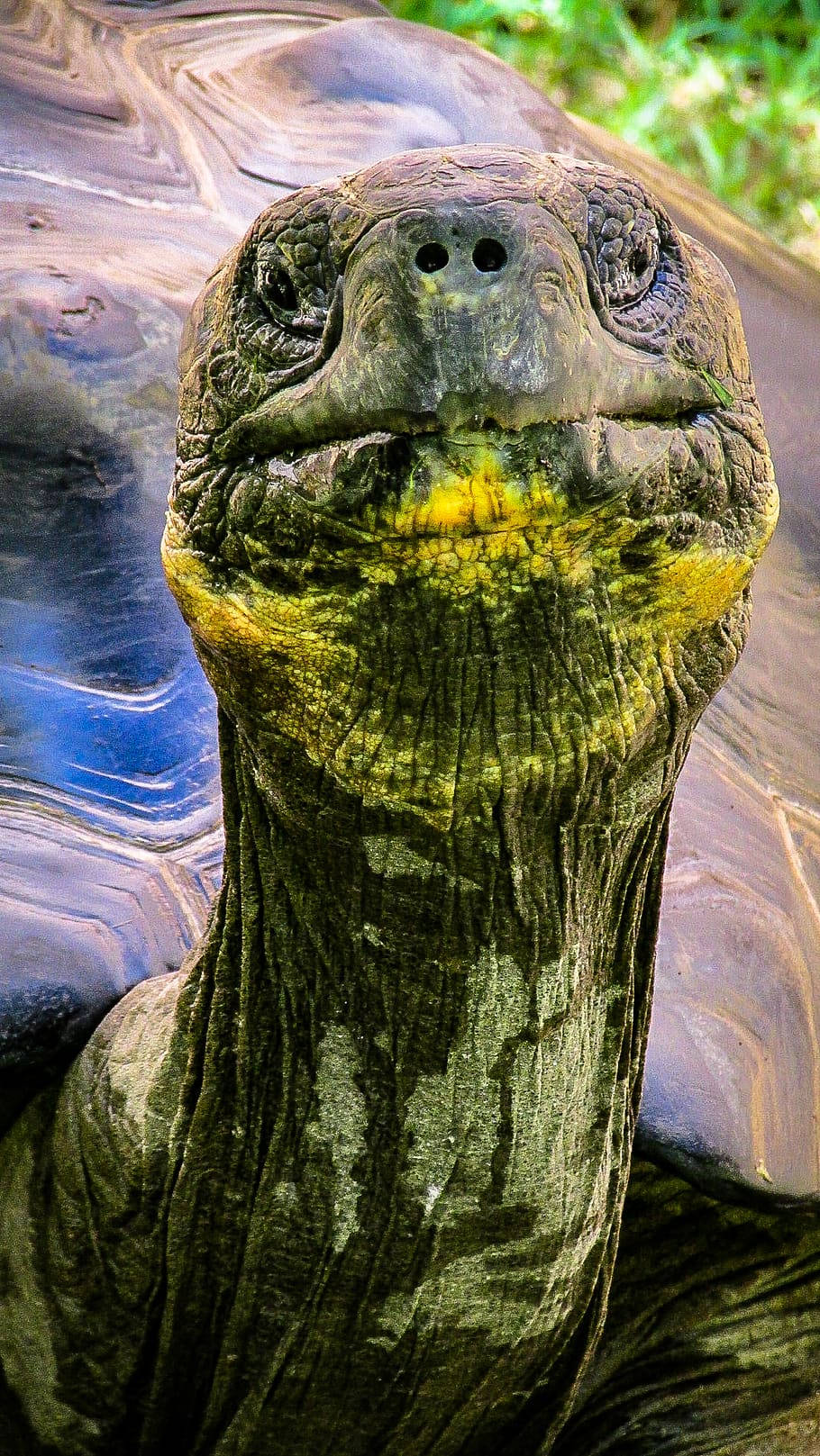 皺紋龜特寫 壁紙 — 巨型陸龜的特寫，擁有皺紋的綠褐色皮膚和黃色喉斑，背景是模糊的綠色。