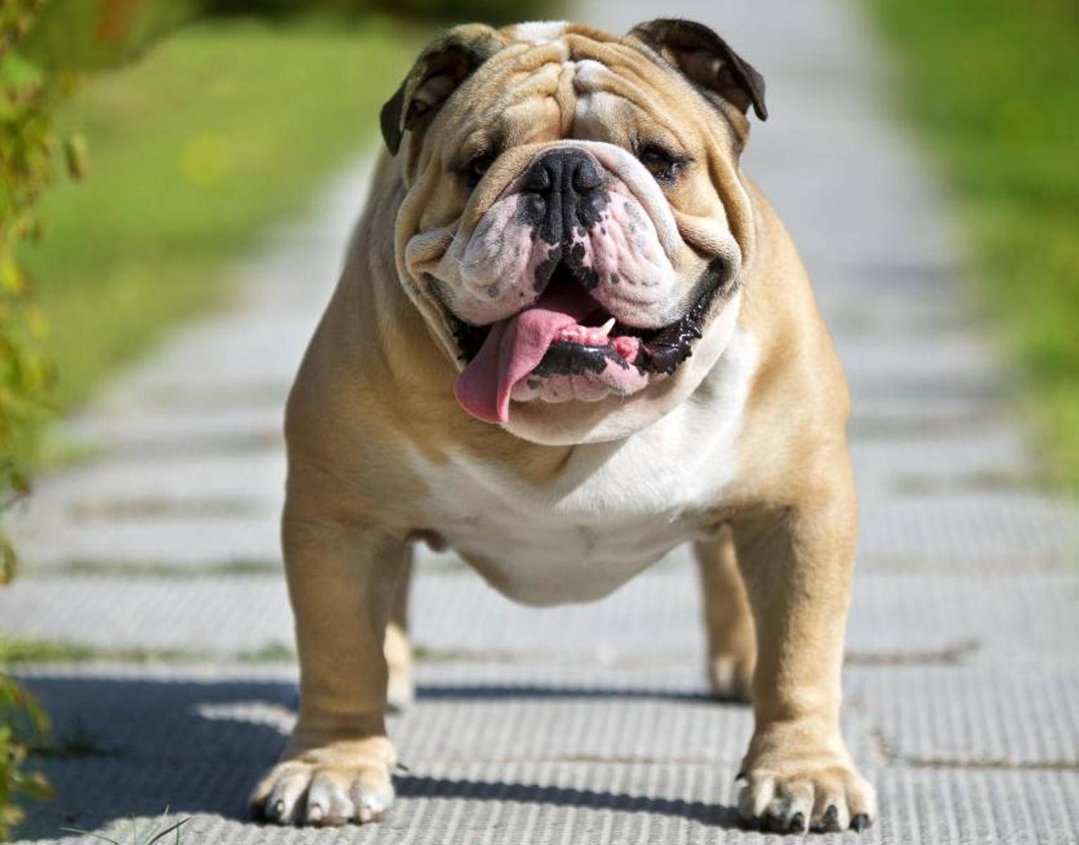 一隻鬥牛犬伸出舌頭在陽光明媚的戶外石徑上行走。
