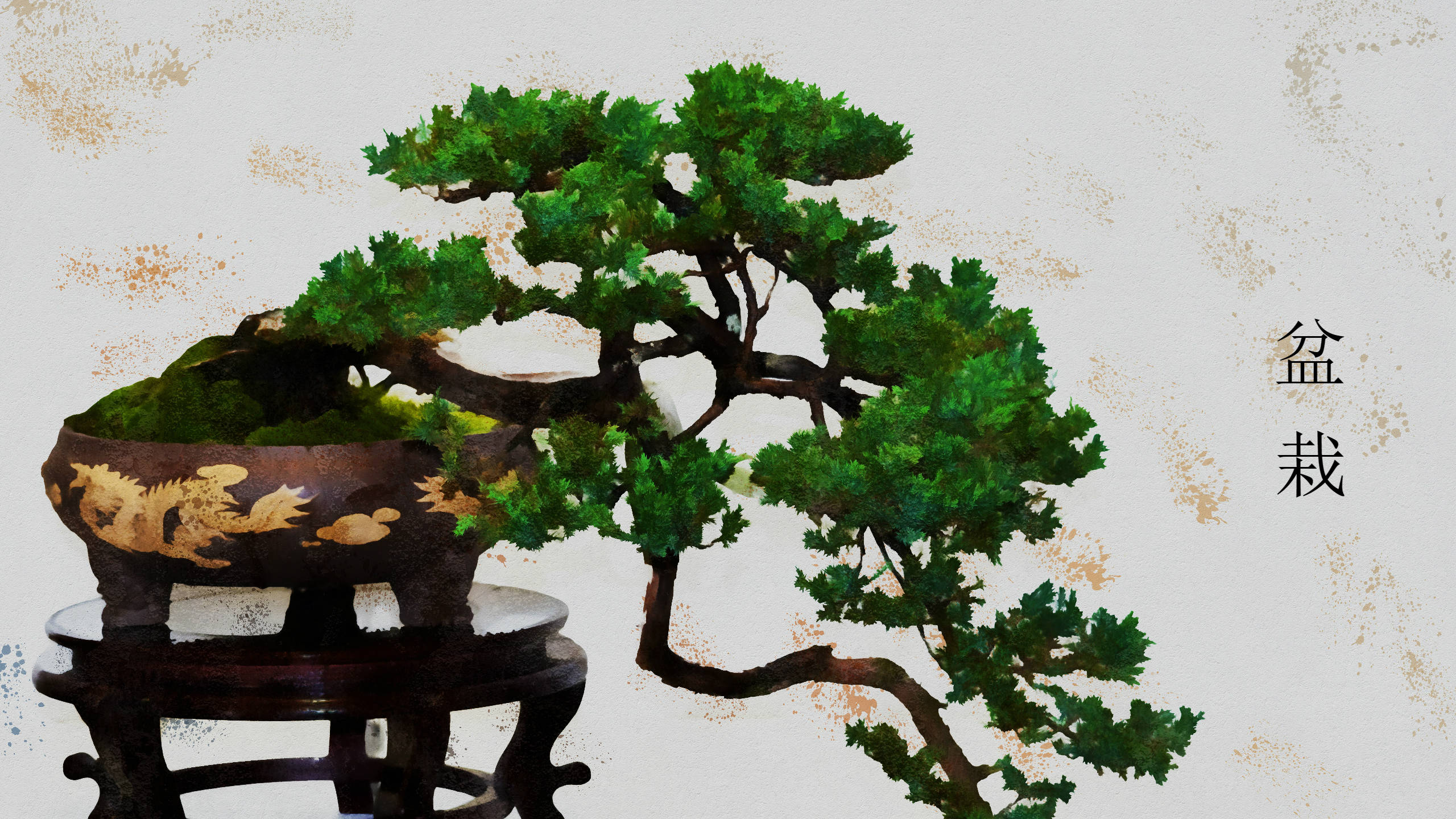 盆景樹Kengai風格植物攝影 壁紙 — 一棵茂盛的綠色盆景樹，樹枝彎曲，放在一個帶有金色龍紋的華麗深色花盆中，置於木架上，背景為有紋理的米白色。