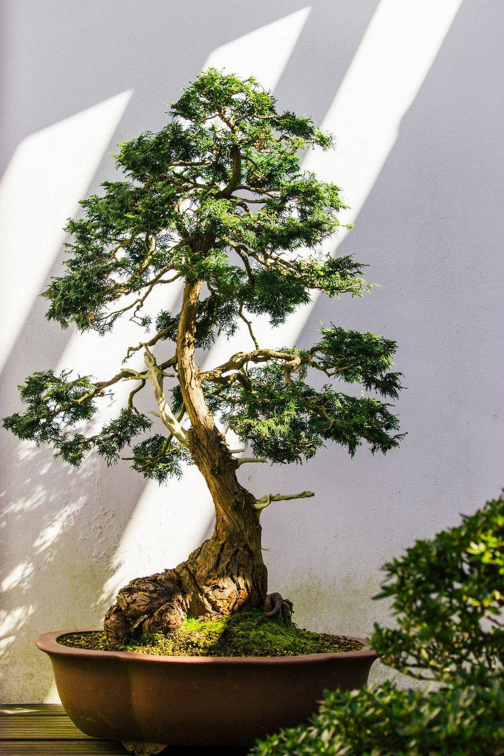 盆景樹Moyogi直立風格植物攝影 壁紙 — 一棵優雅扭曲的盆景樹，茂密的綠色針葉沐浴在銳利的斜陽光下，襯著純白牆壁。