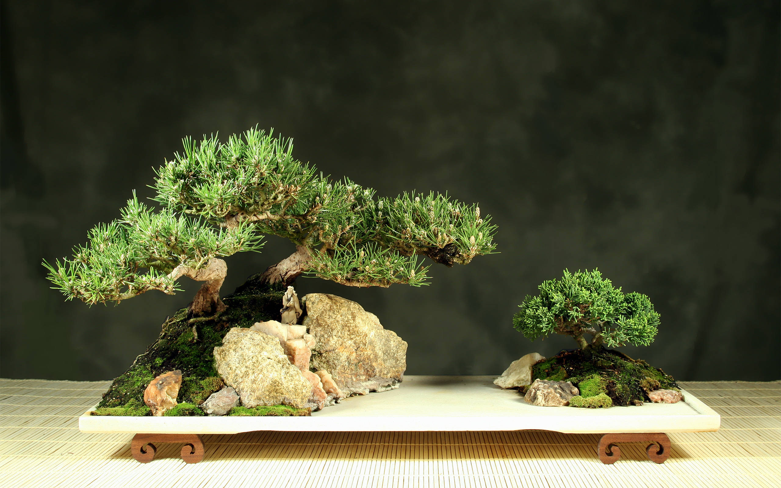 盆景樹岩石森林植物攝影 壁紙 — 兩棵精心製作的盆景樹，擁有茂密的綠色針葉和粗糙的樹幹，放置在淺陶瓷托盤內的苔蘚岩石上。