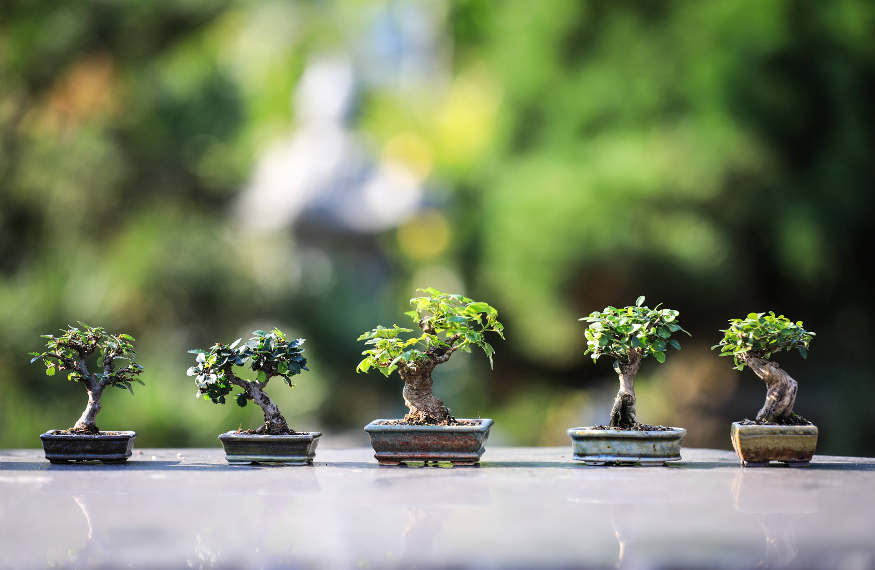盆景樹迷你植物攝影 壁紙 — 五棵經過精心修剪的盆景樹，種在陶瓷盆中，排列在反光表面上，背景是柔和模糊的綠色花園。