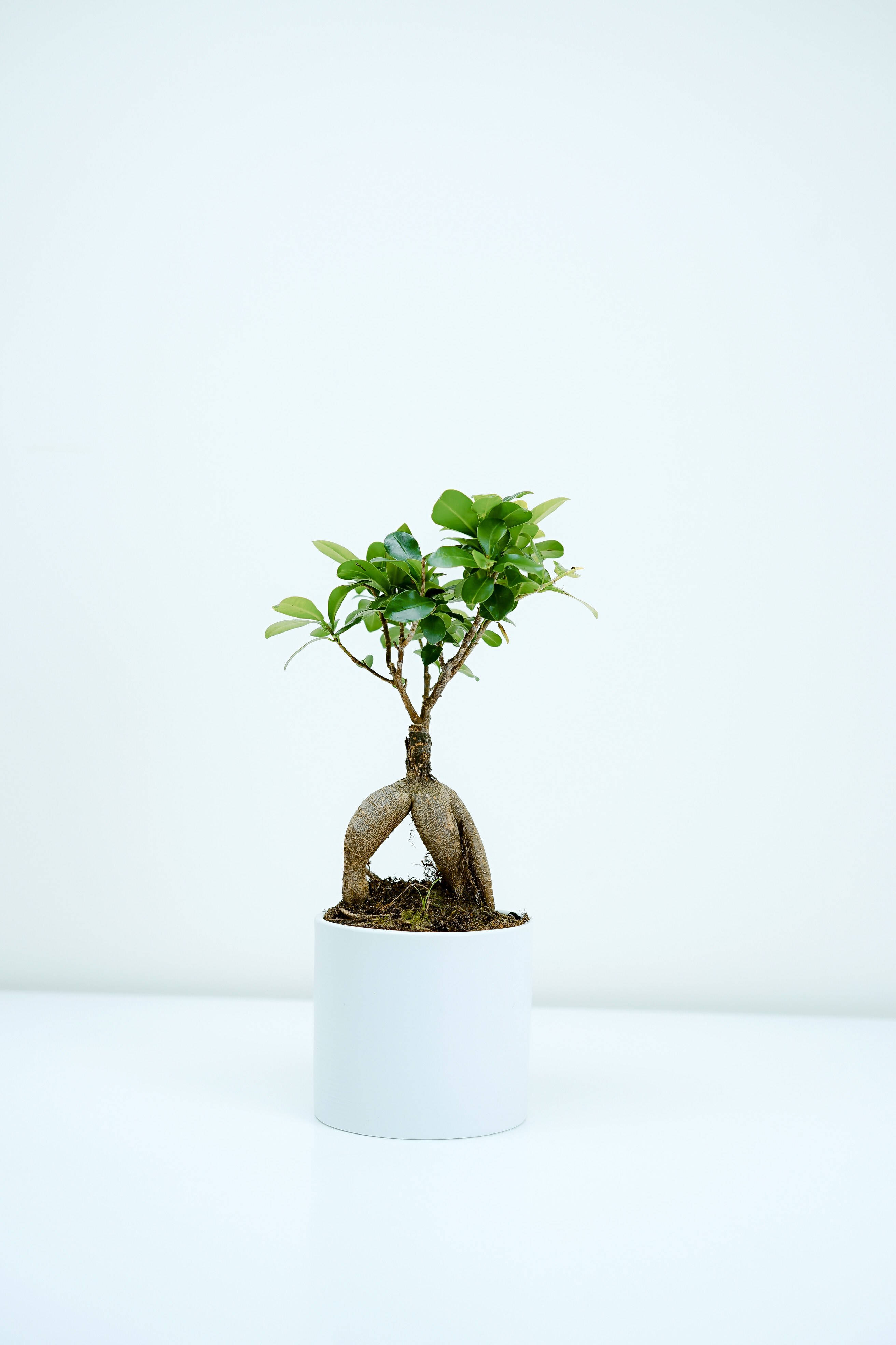 盆景樹露根風格攝影 壁紙 — 一棵小型盆栽盆景樹，帶有裸露的盤根和茂密的綠葉，在純白背景中央豎立。