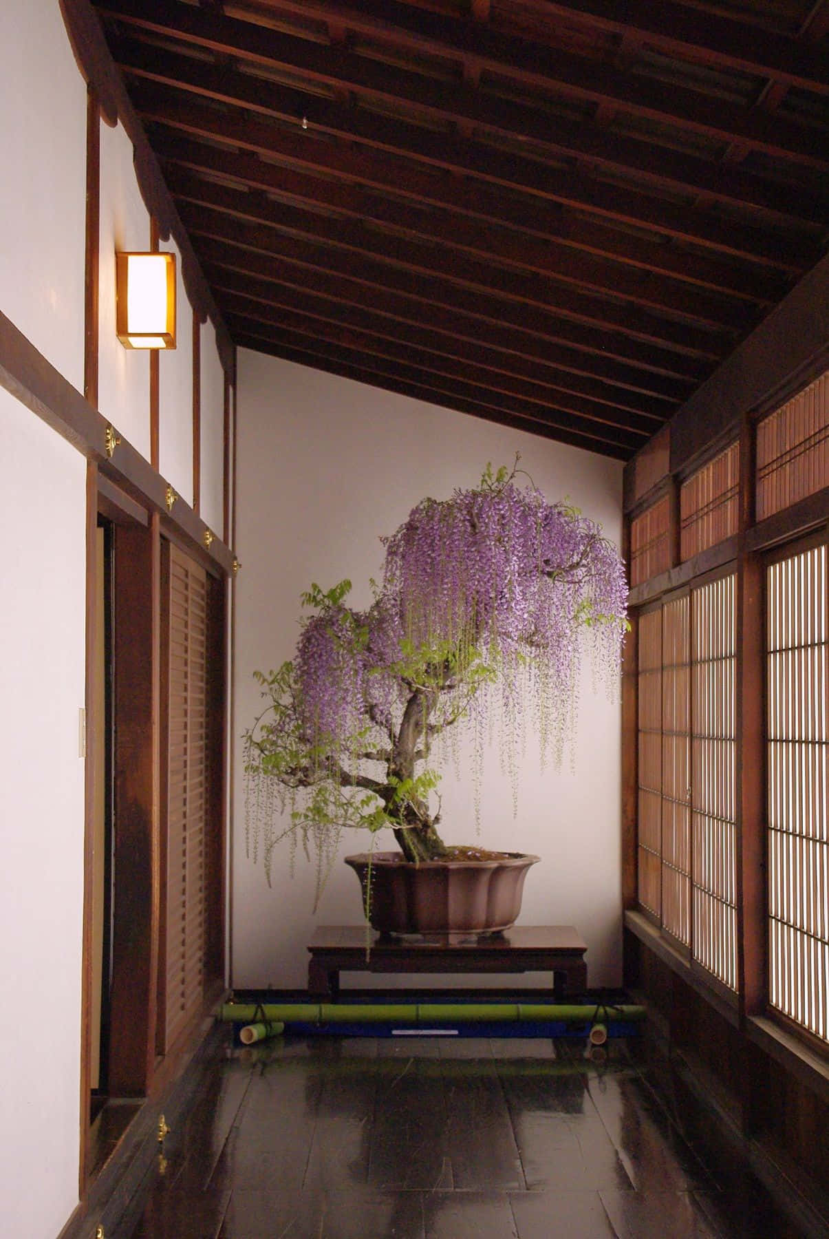 盆景藝術——千年不變的自然之美 壁紙 — 一條寧靜的日本走廊，展示了一棵盛開的宏偉紫藤盆景，紫色的花朵在溫暖的木樑下，沿著白牆傾瀉而下。