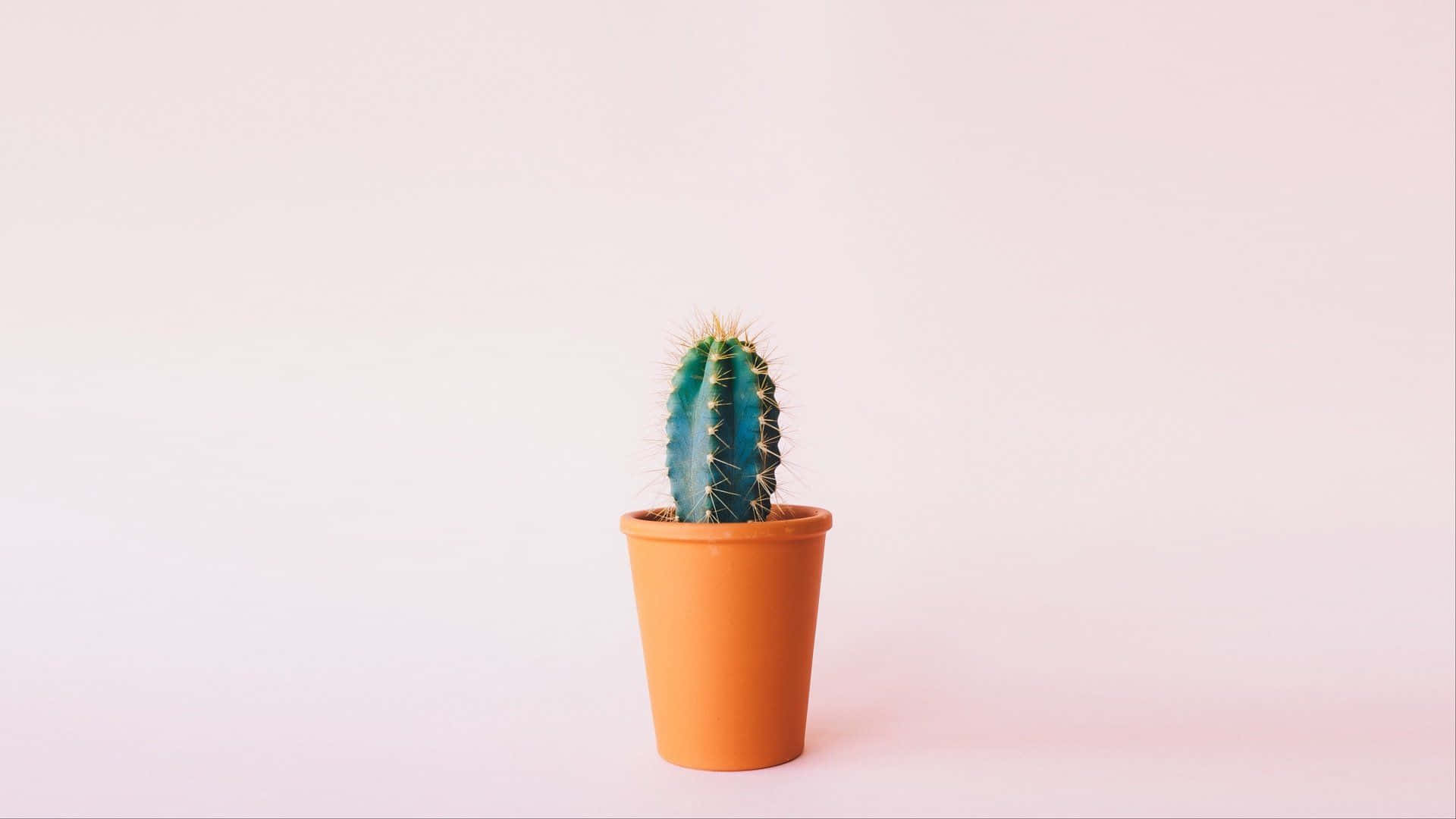 盆栽仙人掌極簡植物桌面 壁紙 — 一株帶有黃色刺的小型藍綠色仙人掌，種在陶盆中，背景是柔和的粉紅色。