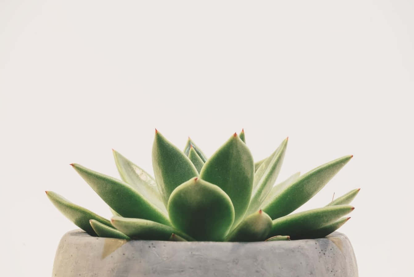 盆栽多肉植物簡約綠植桌面 壁紙 — 一株充滿活力的綠色多肉植物，葉子尖尖的，放在一個有紋理的灰色混凝土花盆裡，背景是柔和的白色。