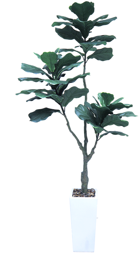 盆栽玉蘭植物 壁紙 — 高大的琴葉榕植物，種在時尚白色花盆中，帶有光澤的綠色葉子，背景為純黑色。