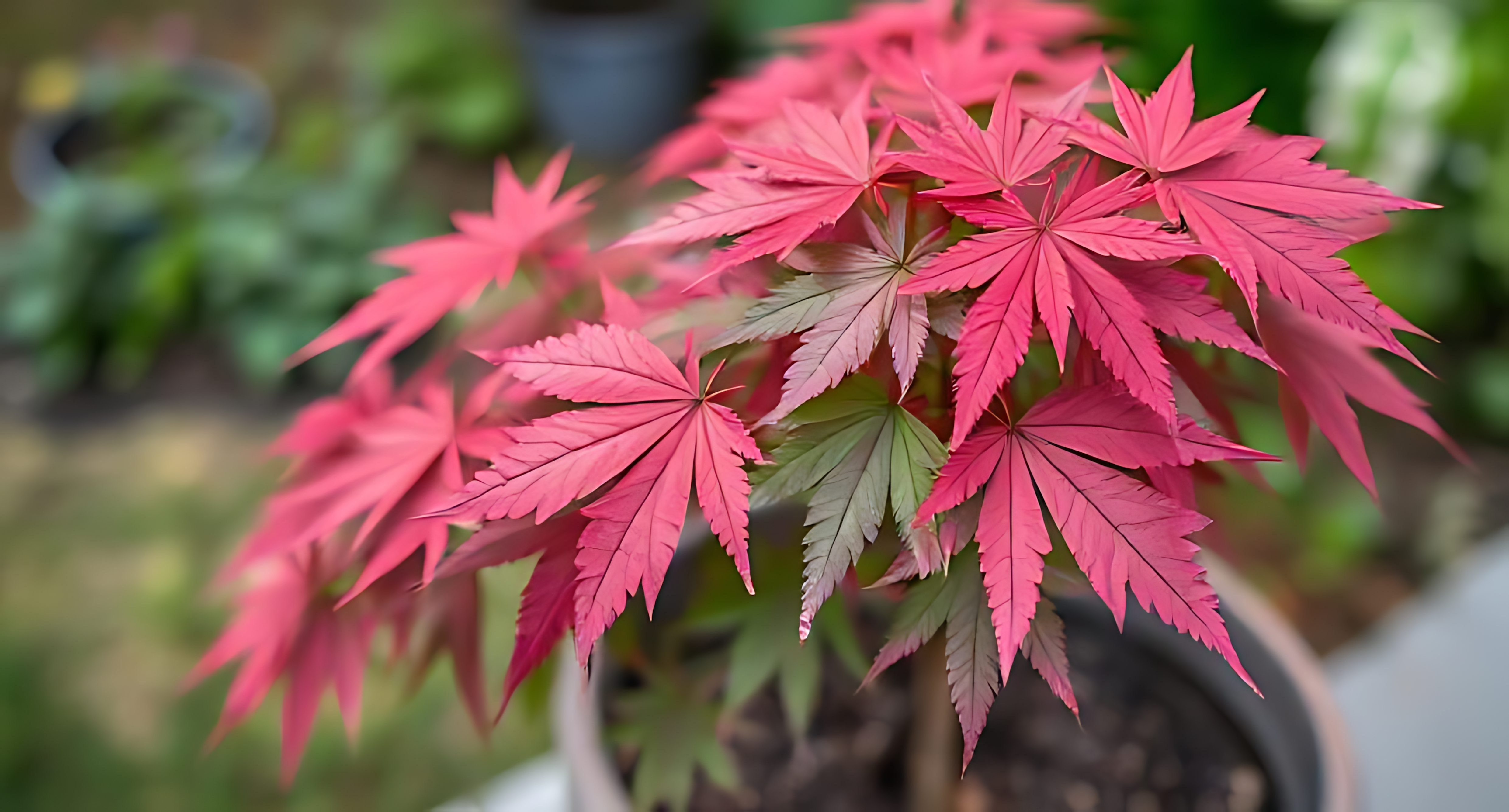 盆栽粉紅與綠色楓葉，背景柔焦綠意 壁紙 — 鮮粉紅色鋸齒邊緣的楓葉從盆栽植物中傾瀉而下，背景是柔和模糊的綠色花園。