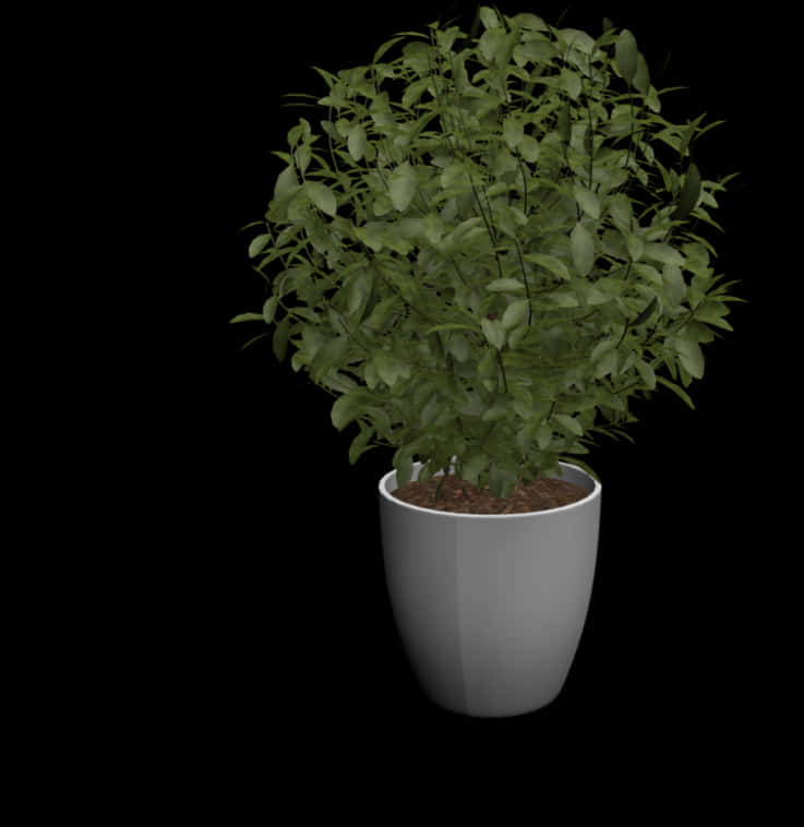 盆栽綠色植物黑色背景 壁紙