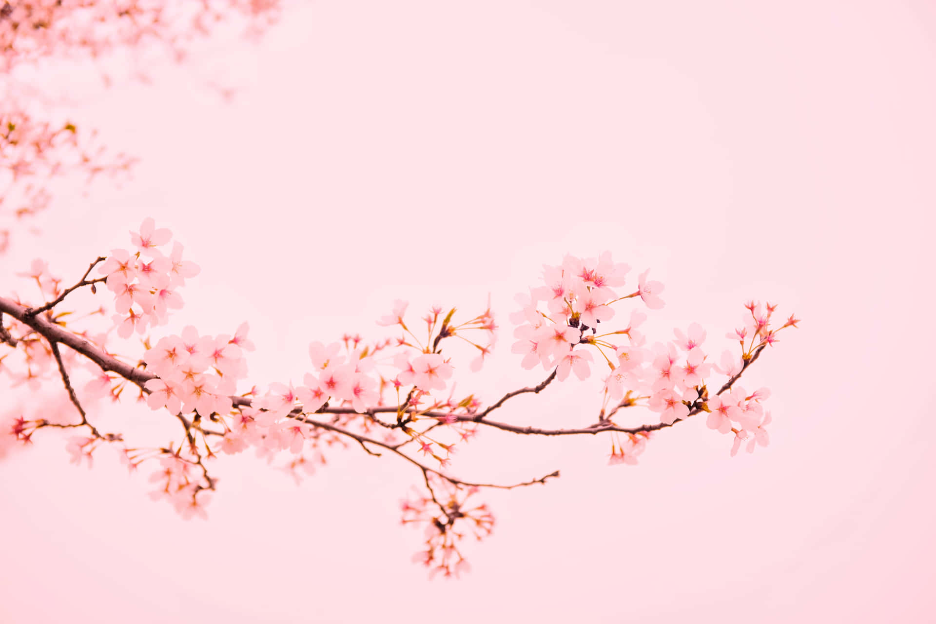 粉紅櫻花枝條在粉彩天空背景下柔焦呈現。