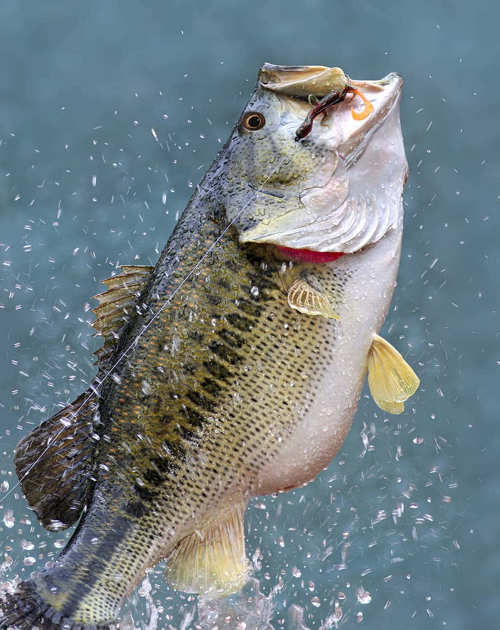盛放光彩的鱒魚圖 壁紙 — 一條大口鱸魚從水中躍起，嘴巴緊咬著魚餌，水花四濺，動感十足。
