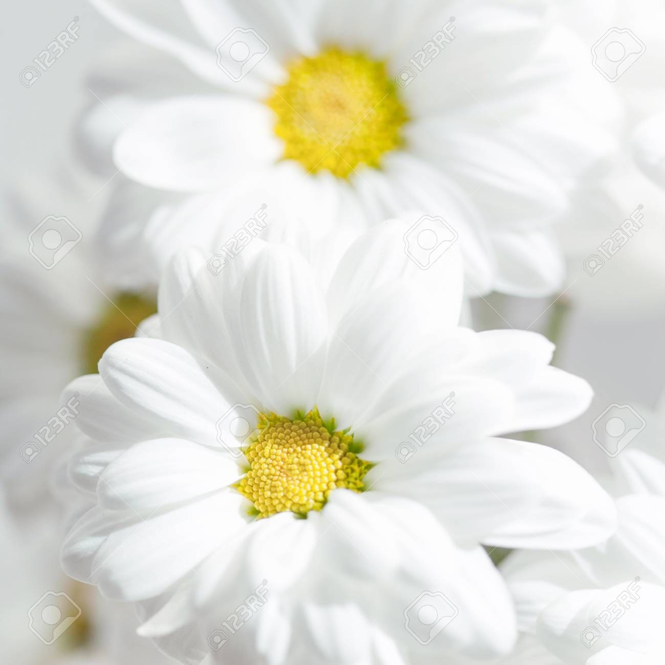 白色雛菊，黃色花蕊，柔焦