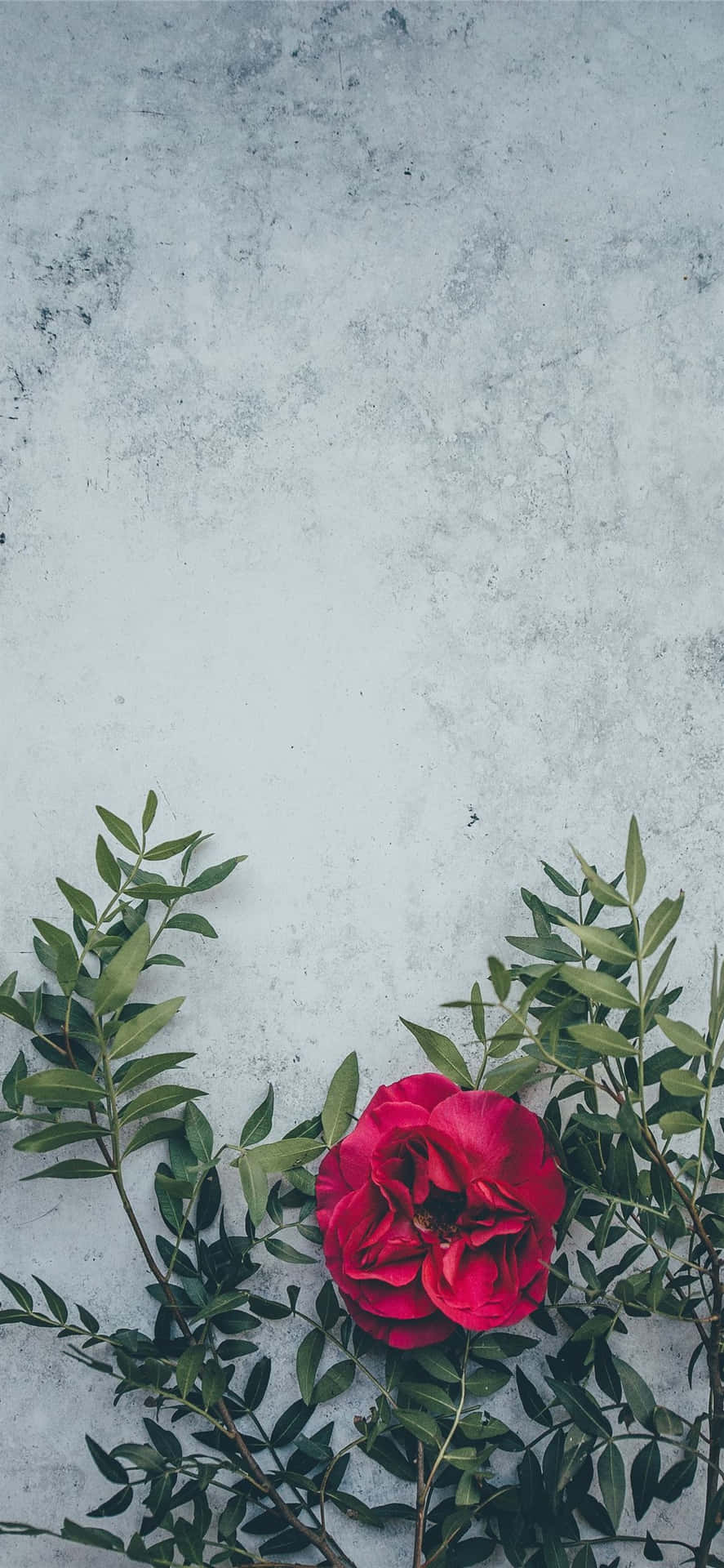 灰色混凝土表面上的紅玫瑰和綠葉。