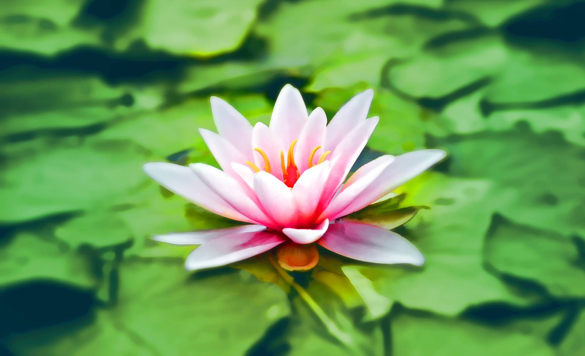 粉紅睡蓮漂浮在寧靜池塘的綠色睡蓮葉上。 — 蓮花 GIF 壁紙