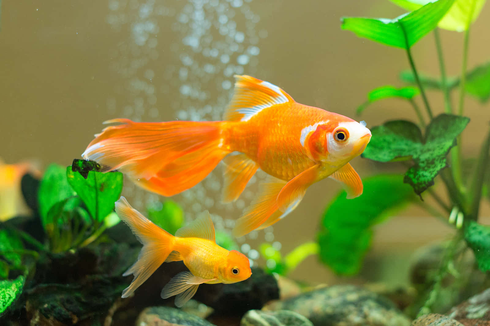 兩條橙色金魚在一個有綠色植物和氣泡的水族箱中游泳。