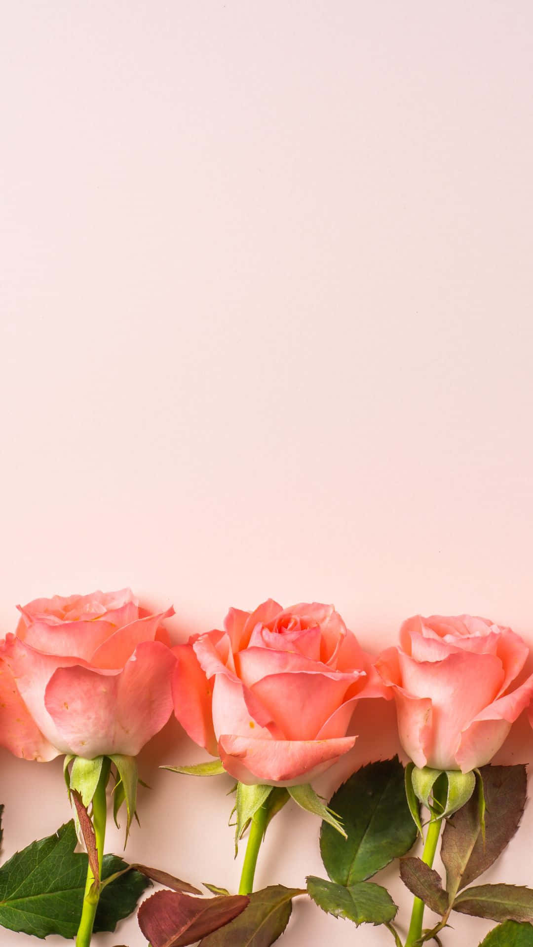 三朵粉紅玫瑰，帶有綠色莖葉，胭脂色背景。