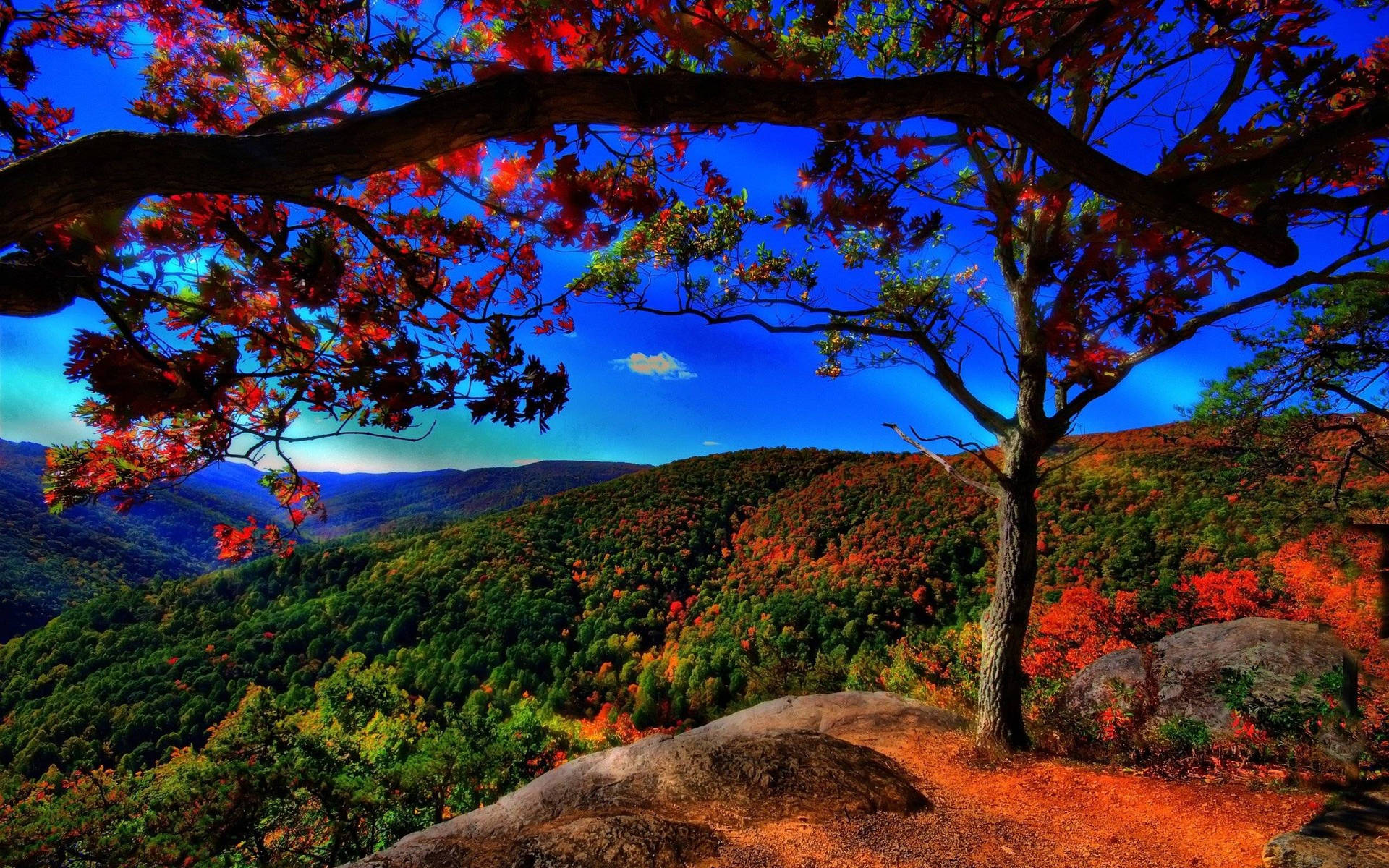 秋日山景，由一棵紅葉樹在藍天下框住。