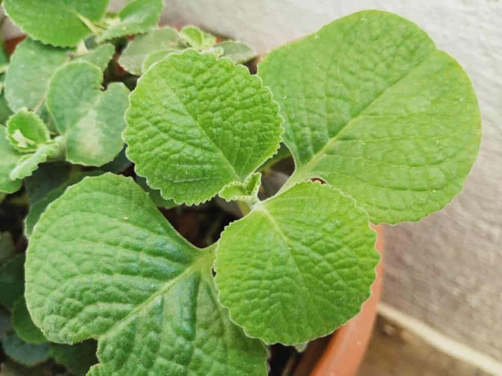 盛開牛至植物，活力四射 壁紙 — 特寫鏡頭：一個陶盆中帶有鋸齒邊緣的鮮綠色紋理葉子，背景是模糊的石牆。