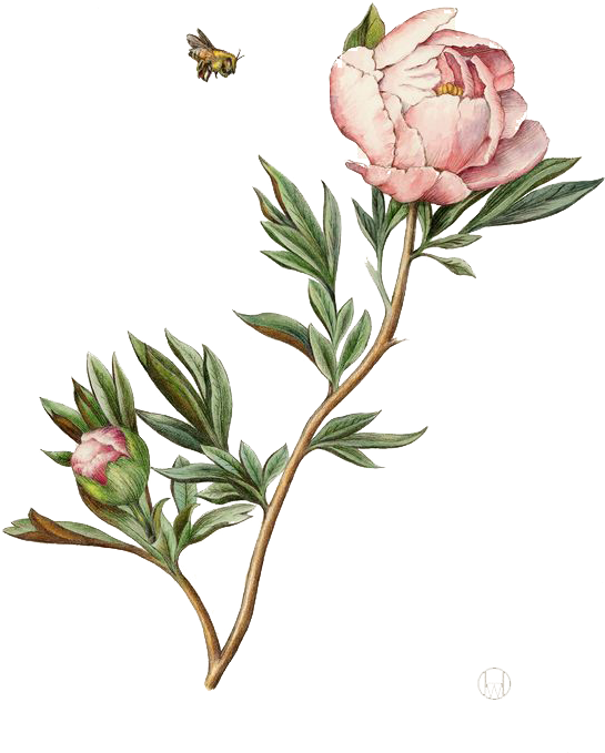 盛開牡丹與蜜蜂插畫 壁紙 — 一朵盛開的粉紅色牡丹，帶有花蕾和一隻懸浮的蜜蜂，背景是純黑色。