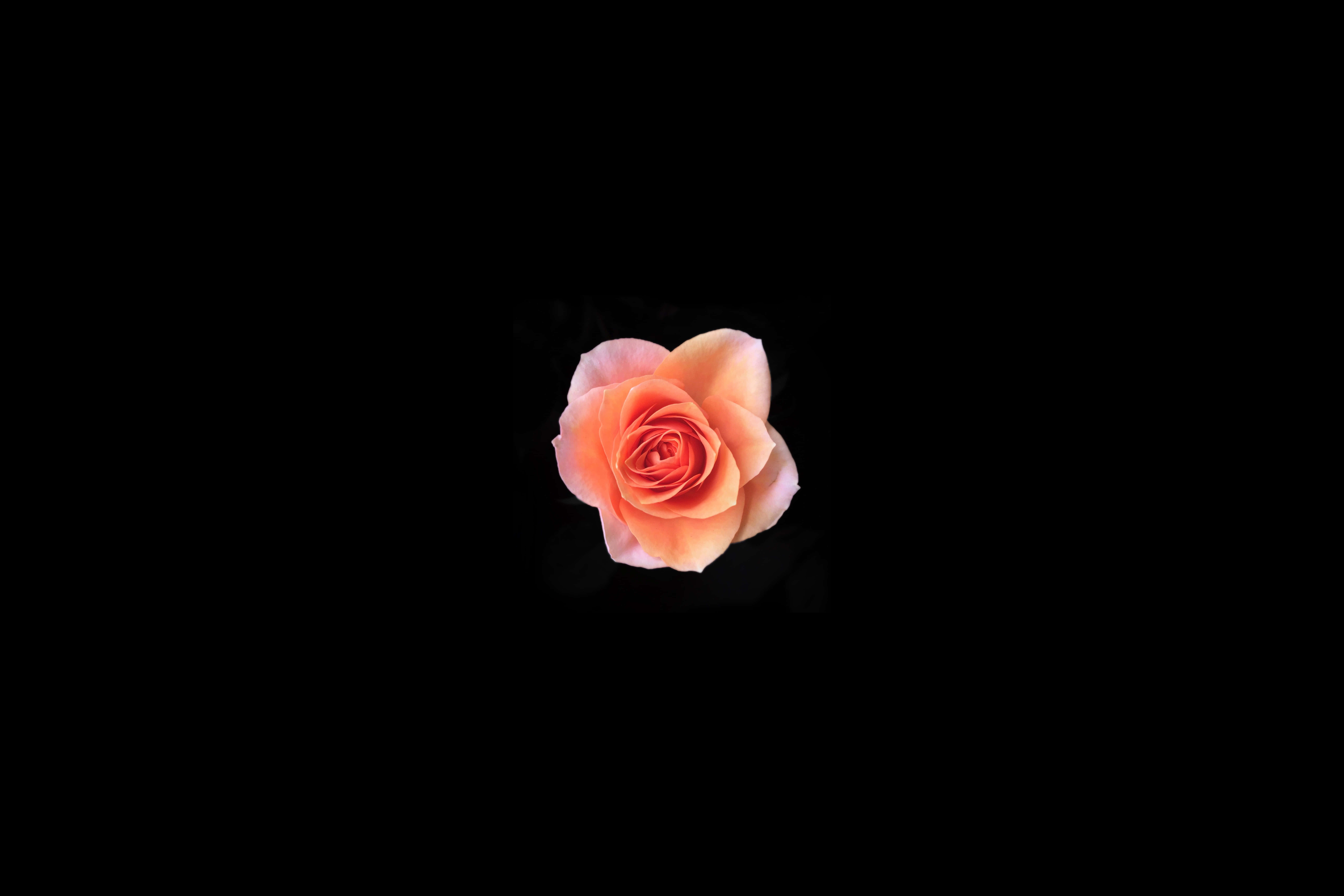 盛開玫瑰黑粉花卉桌面 壁紙