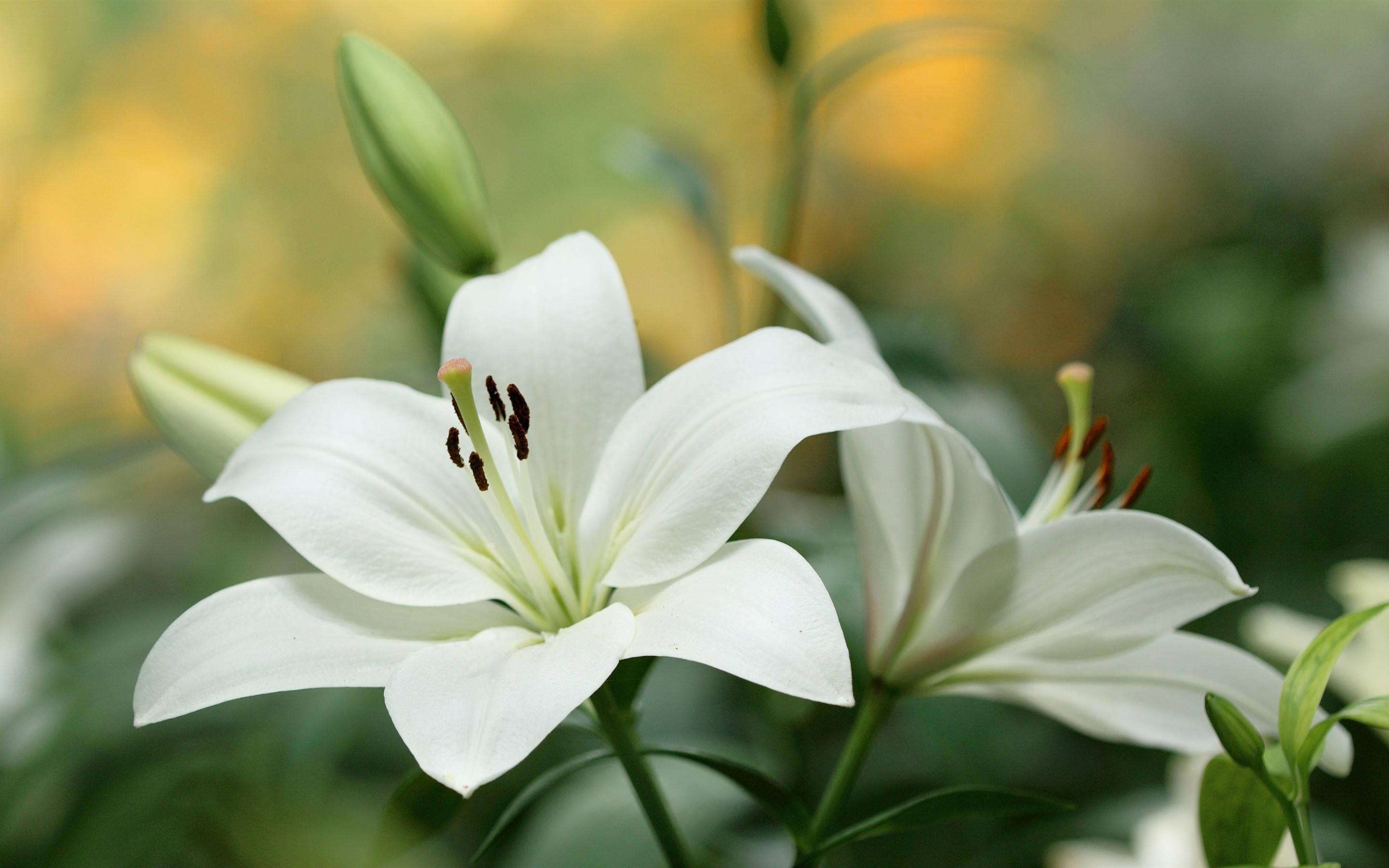 盛開白百合花 壁紙 — 純白百合的特寫，花瓣精緻，雄蕊深色，背景是柔和模糊的綠色和黃色。