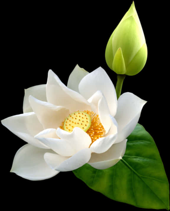 盛開白蓮花 壁紙 — 一朵純潔的白蓮花，金色花心，旁邊有綠色花蕾，在純黑背景下綻放。
