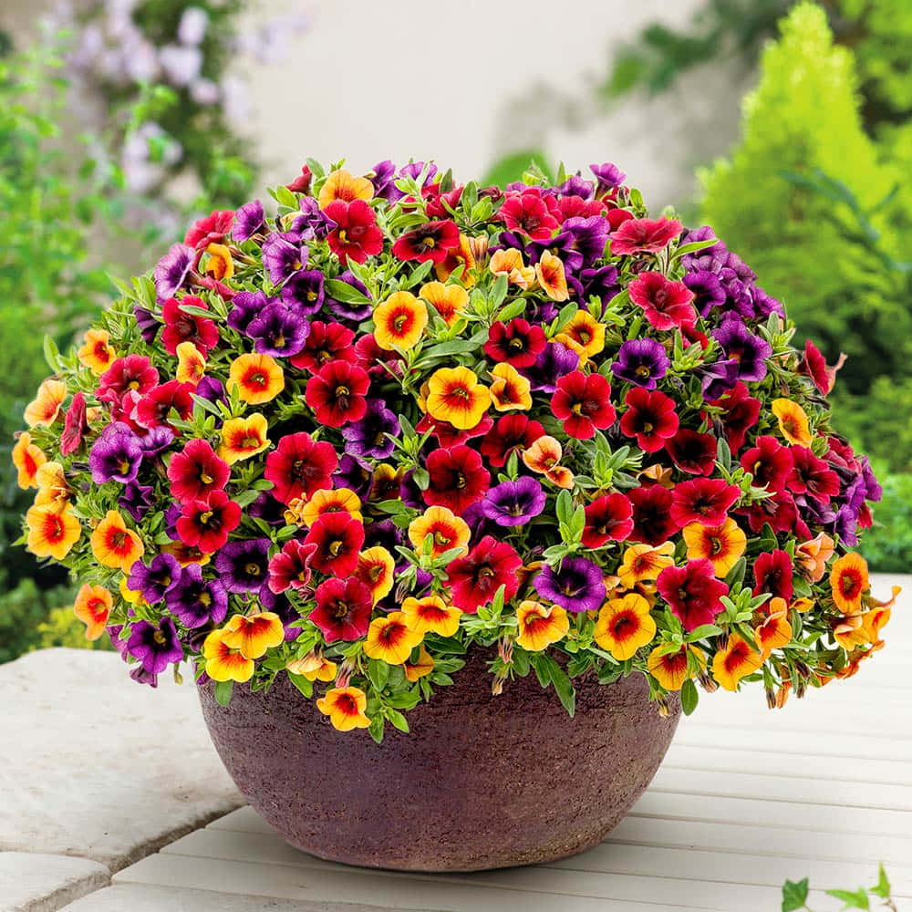 盛開的 Calibrachoa 花朵盆栽 壁紙 — 一個充滿活力的花盆，盛開著紅色、紫色和黃色的多彩矮牽牛花，背景是柔和的綠色花園。