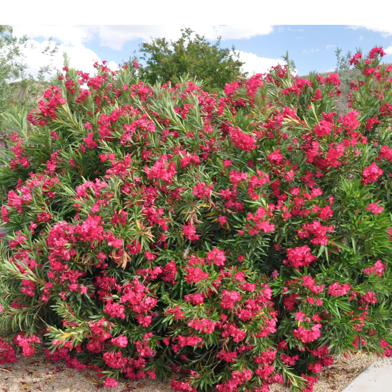 盛開的 Oleander 灌木花 壁紙 — 一叢茂盛的鮮粉紅色夾竹桃花朵密集盛開，背景是綠色葉子和帶有散雲的明亮藍天。
