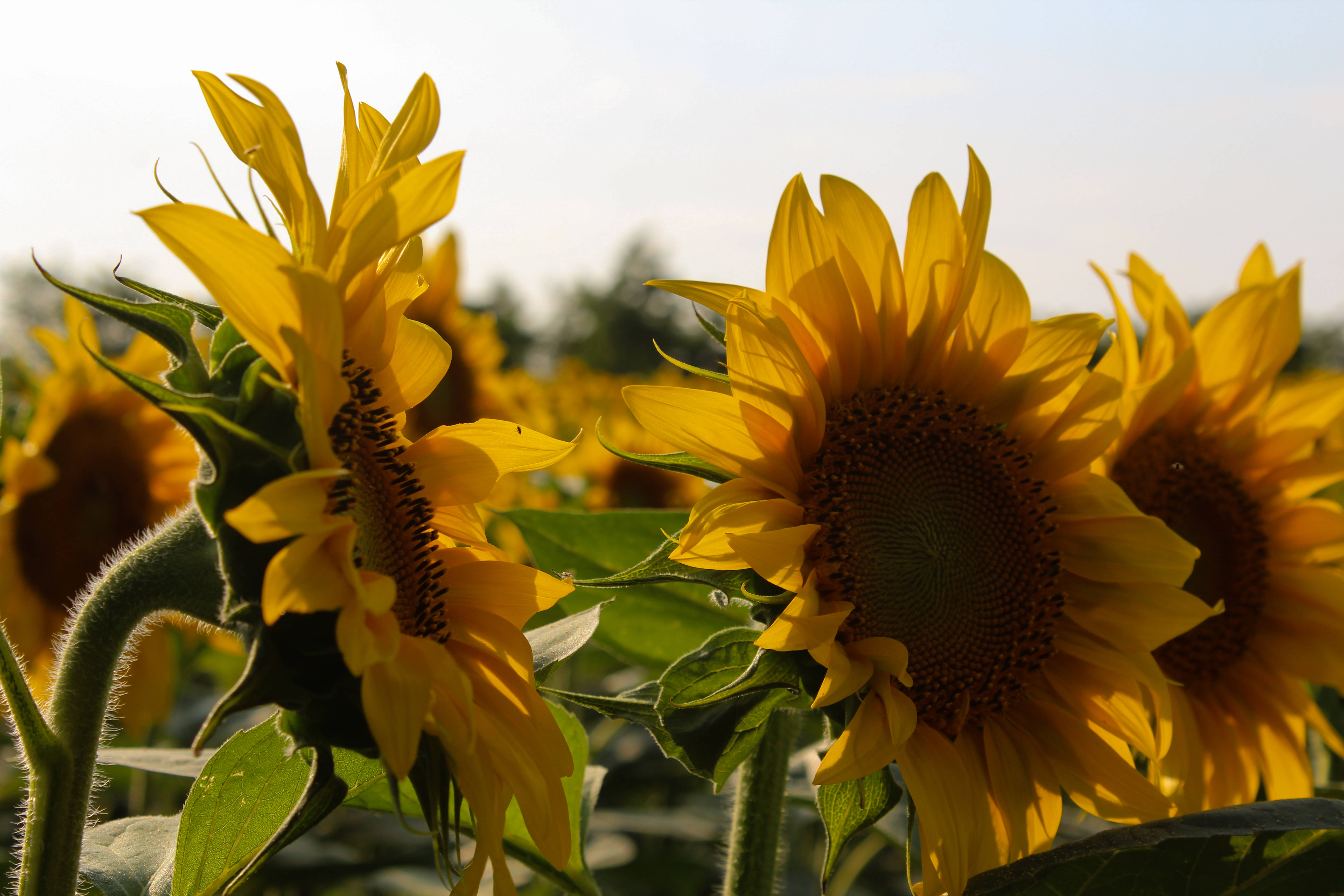 盛開的向日葵美學 壁紙 — 鮮豔的向日葵在沐浴著溫暖金色陽光的田野中盛開，背景柔和模糊。