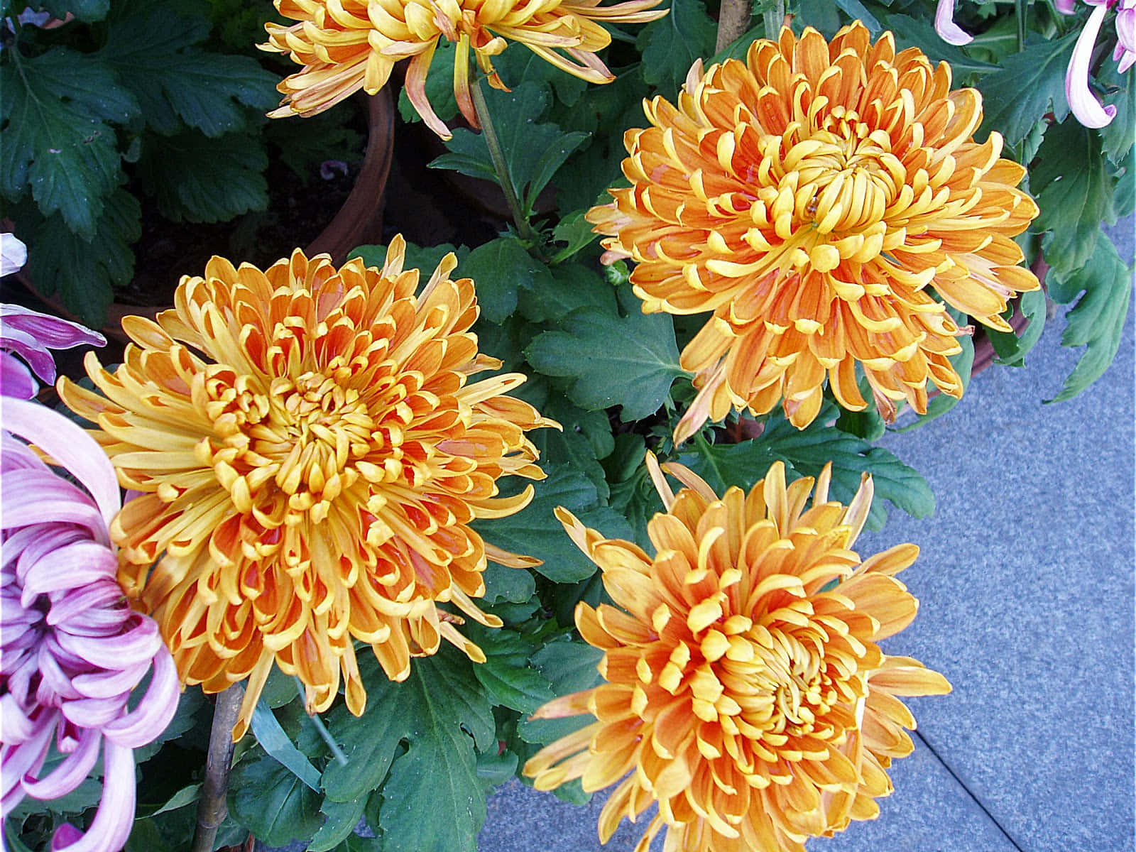 盛開的多彩菊花 壁紙 — 鮮豔的橙色菊花，花瓣層層疊疊，在茂密的綠葉和少許紫色花朵中綻放，背景是鋪砌的表面。