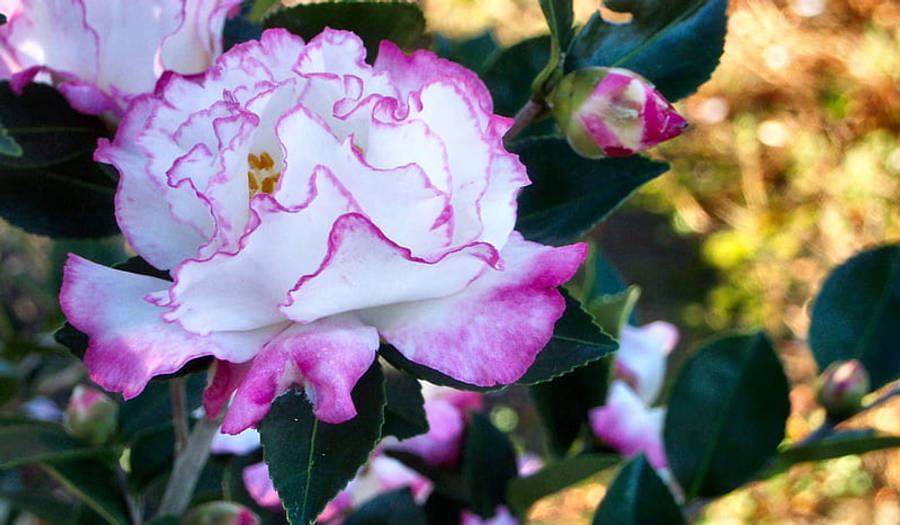 盛開的山茶花（Camellia Sasanqua） 壁紙 — 一朵白色和粉紅色邊緣的山茶花在茂密的綠葉中盛開的特寫，柔和陽光穿透其間。