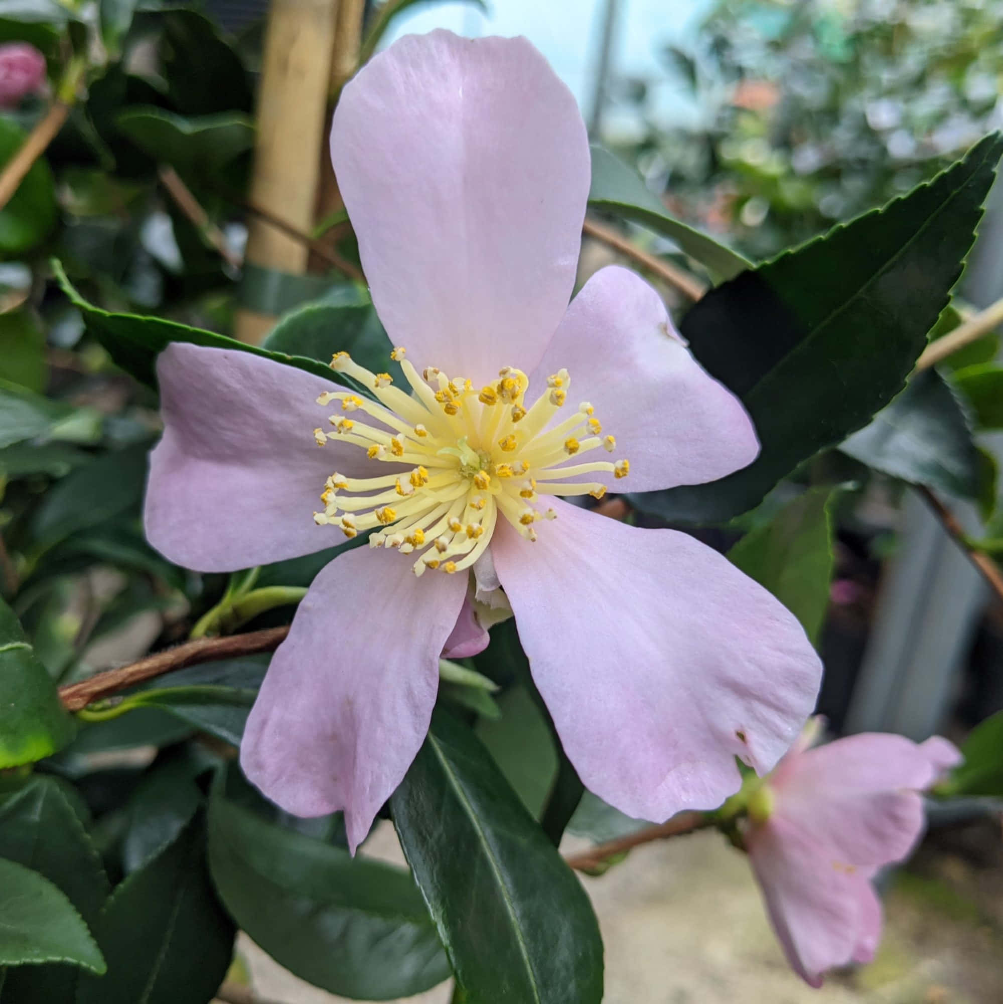 盛開的山茶花 壁紙 — 一朵精緻的淺粉色花朵，帶有黃色雄蕊，在柔和的自然光中於光亮的綠葉間綻放。