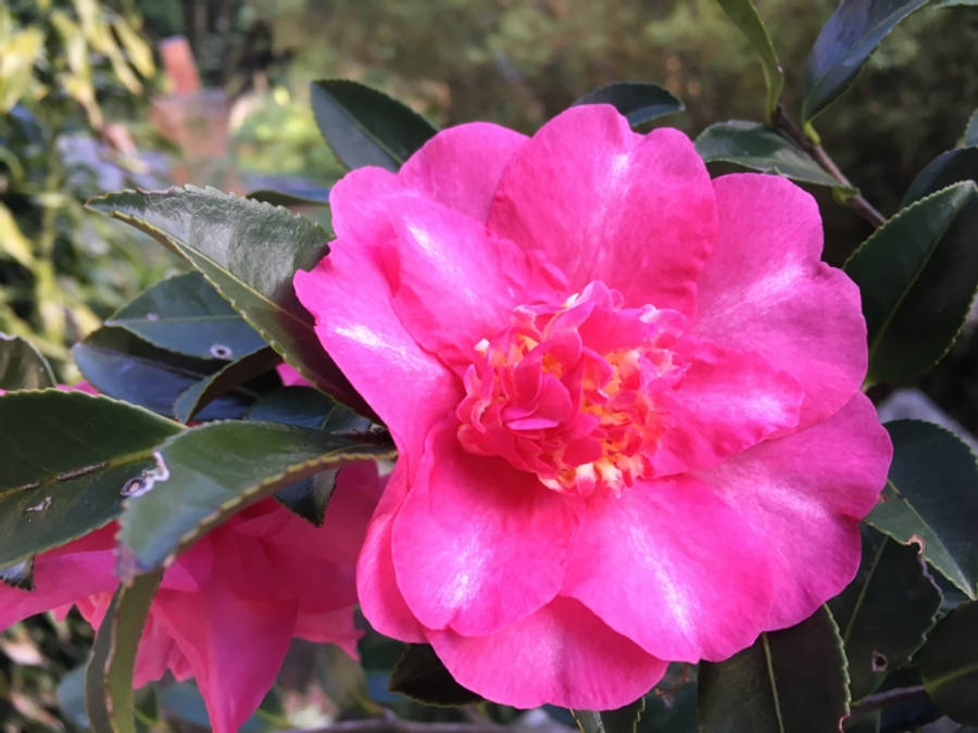 盛開的山茶花（山茶花屬）特寫 壁紙 — 一朵鮮豔的粉紅色山茶花在柔和的自然光下，在光澤的綠葉間盛開。