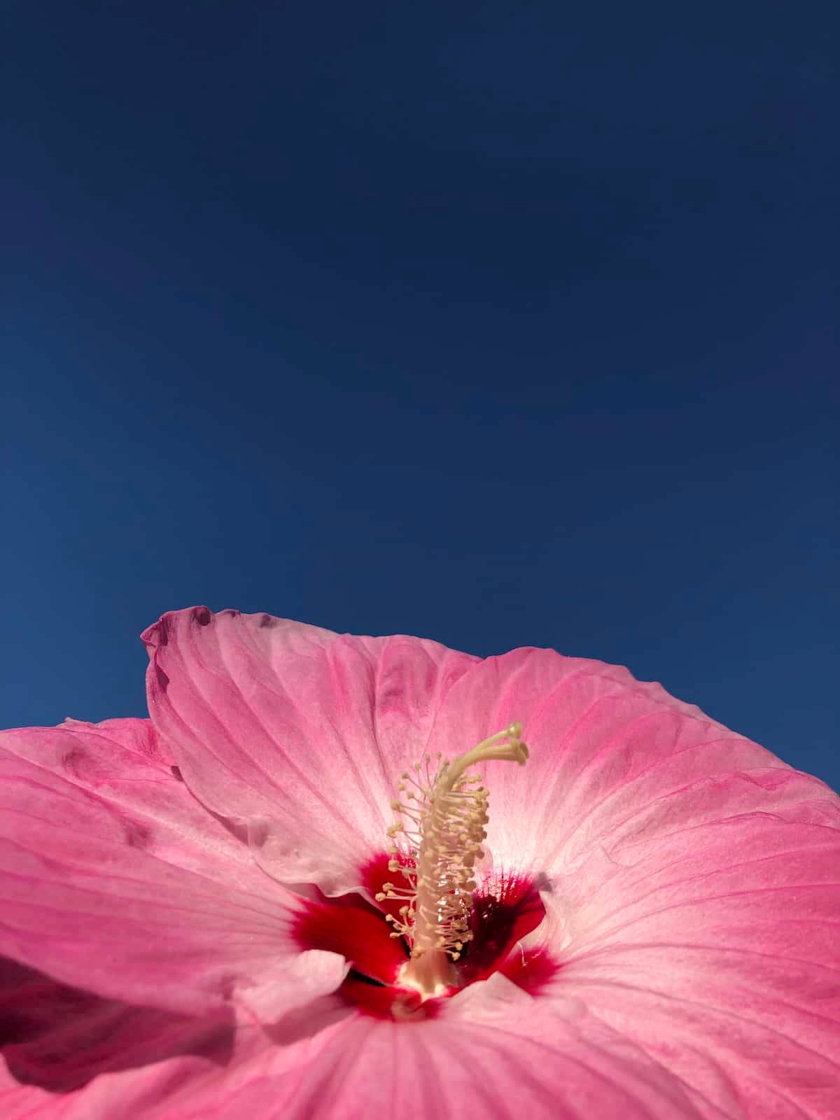 盛開的晚餐盤芙蓉花 壁紙 — 一朵鮮豔的粉紅色木槿花在深藍色的天空下盛開，花瓣細膩，中心紅色奪目。