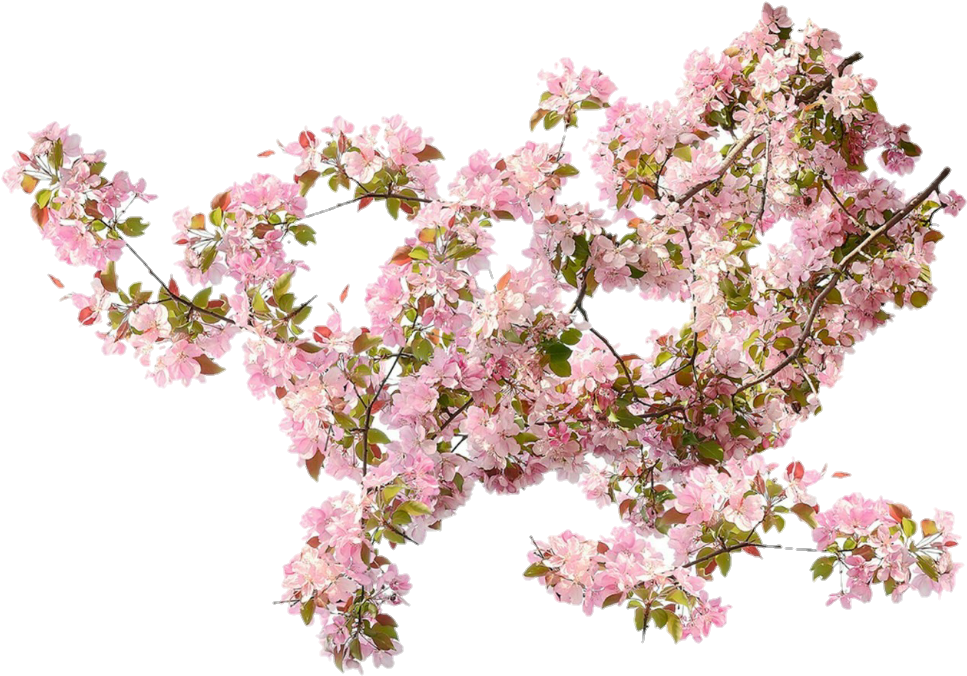 粉紅色攀緣玫瑰PNG，透明PNG