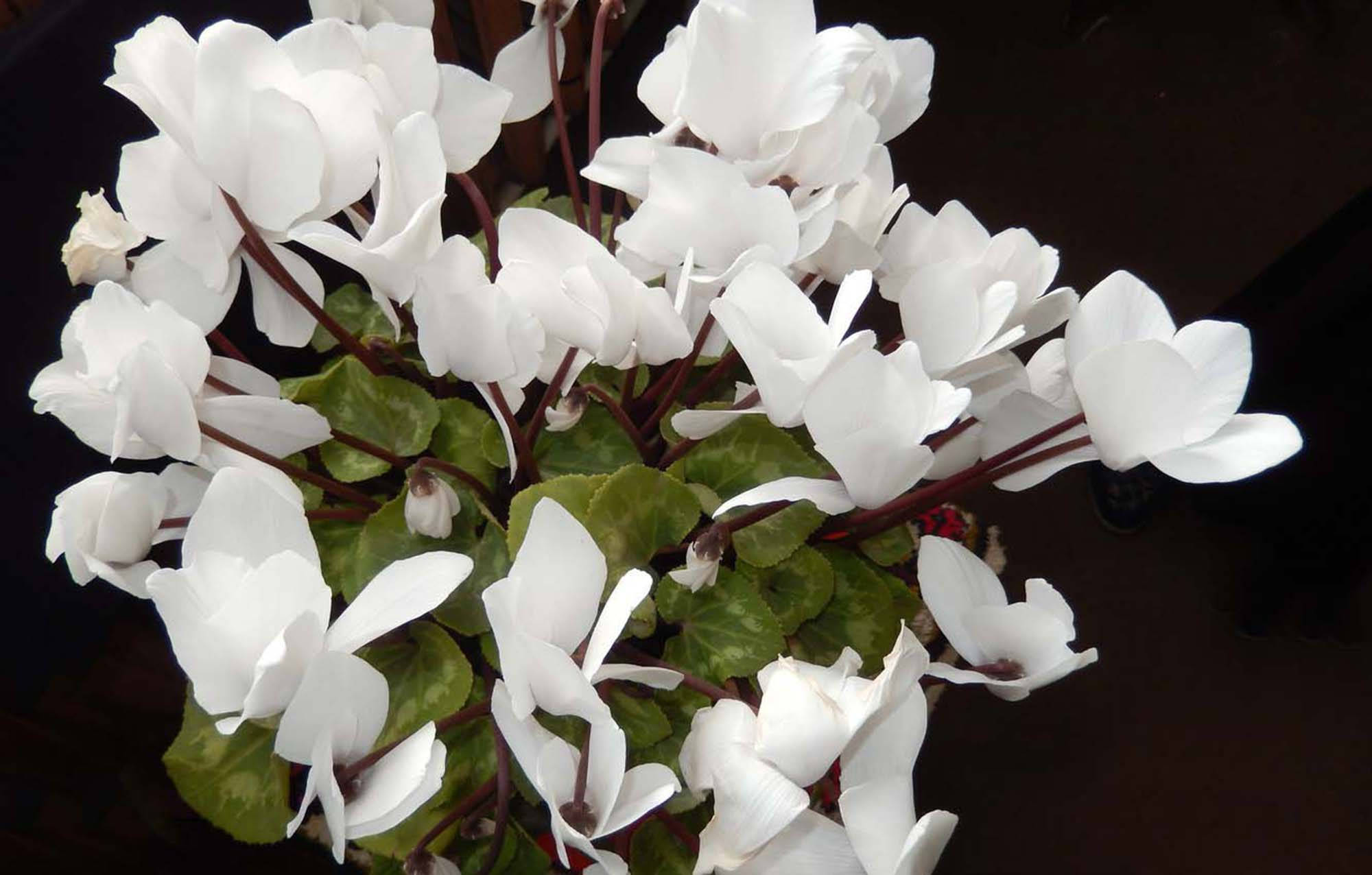 盛開的白色仙客來 壁紙 — 一簇茂盛的純白仙客來花，帶有栗色莖和雜色綠葉，襯托在深色背景上。