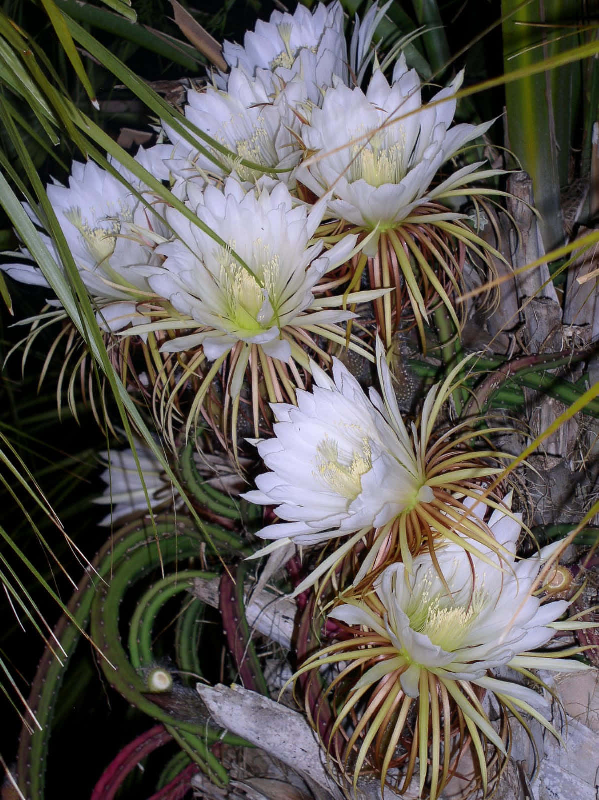 Blooming Flowers 桌布 壁紙 — 盛開的白色夜間開花的仙人掌花，帶有精緻的黃色花心和帶刺的綠色莖，襯著深色葉子。