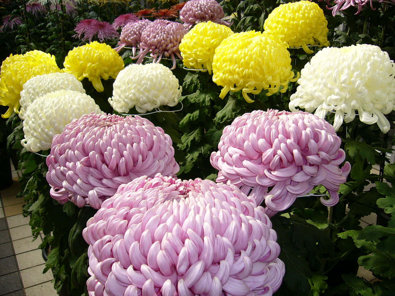 盛開的白色菊花 壁紙 — 鮮豔的黃色、粉紅色和白色菊花在明亮的日光下，密集地綻放在茂密的綠葉中。