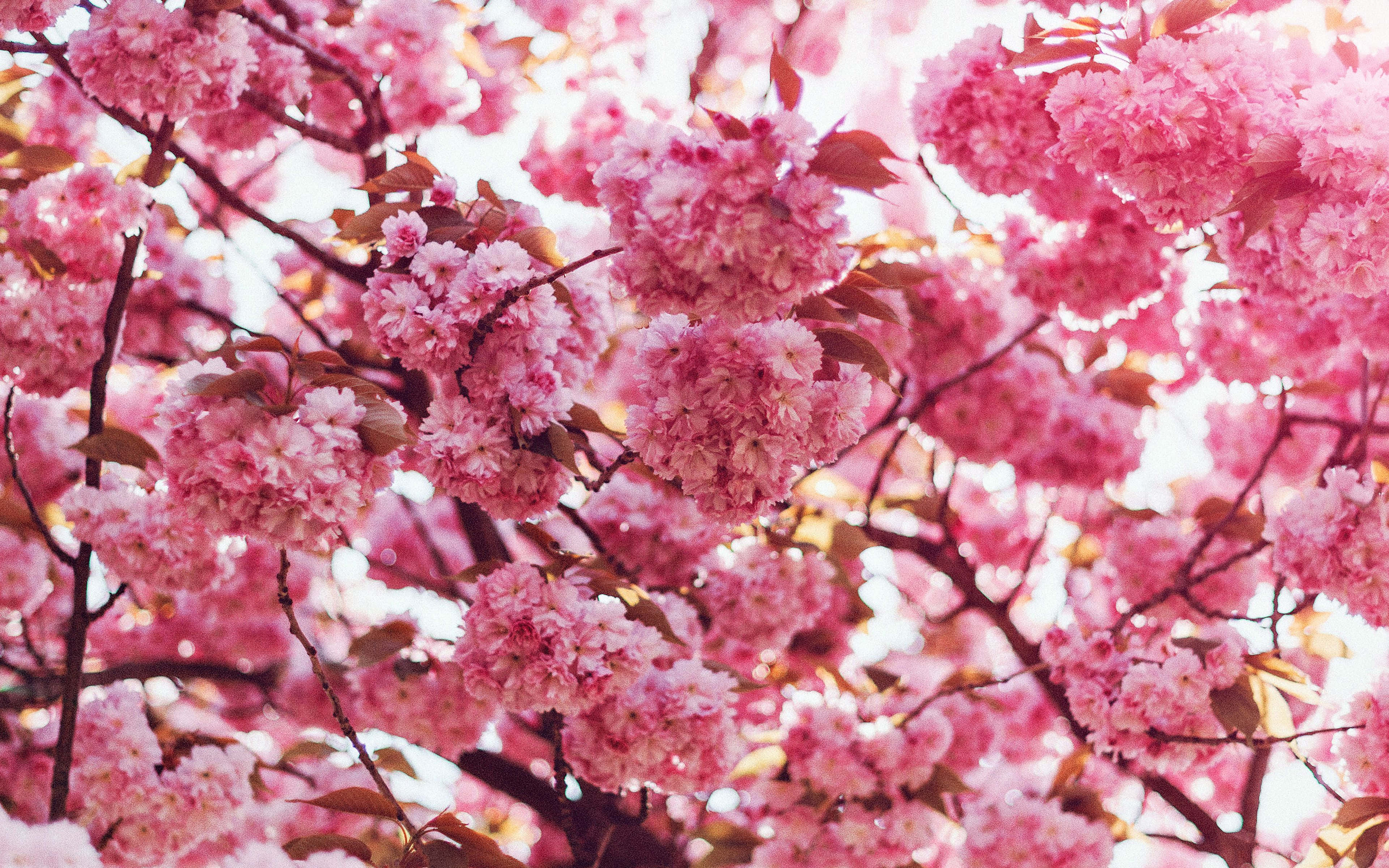 Spring Bloom 桌布 壁紙 — 盛開的粉紅色櫻花填滿畫面，柔軟的花瓣和纖細的枝條映襯著明亮的天空。