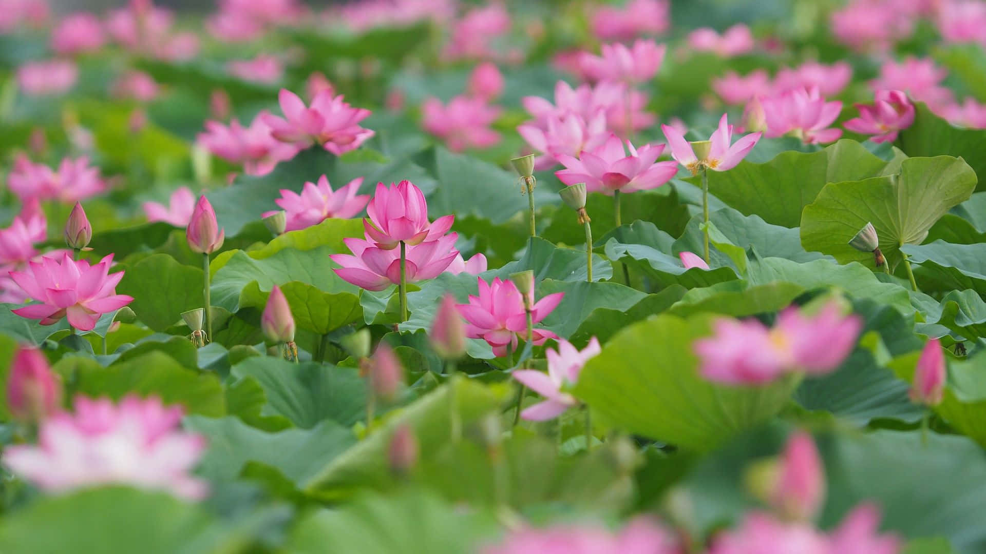盛開的粉紅蓮花，散發寧靜氣息 壁紙 — 柔和日光下，粉紅蓮花在茂盛綠荷葉間盛開的寧靜田野。